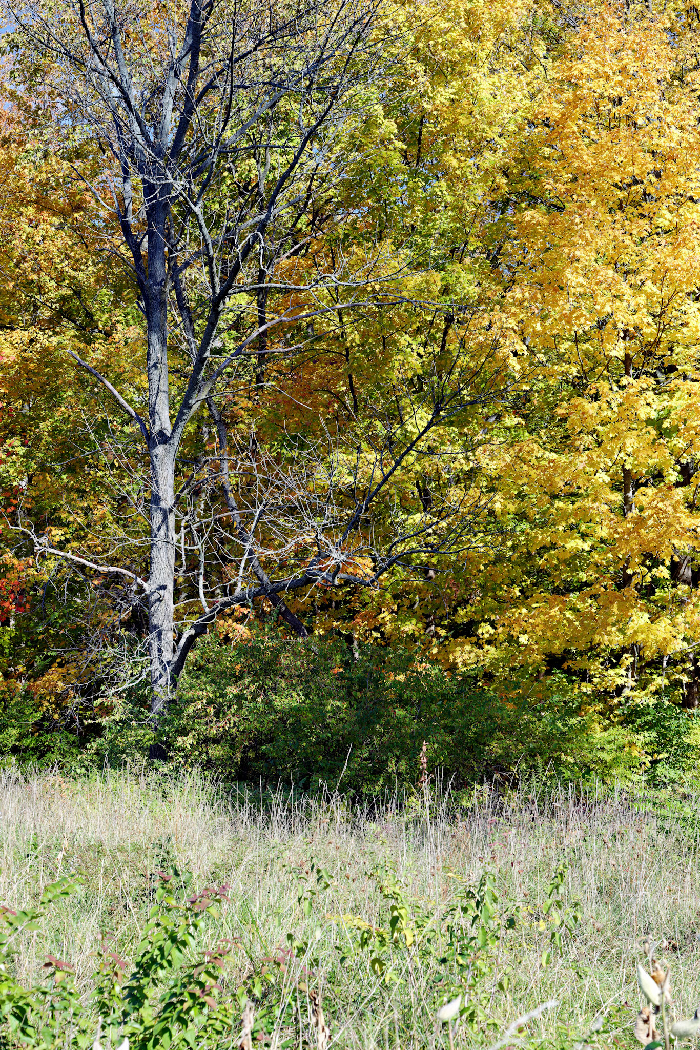 IL_Morton Arboretum_20121012_0566_PS