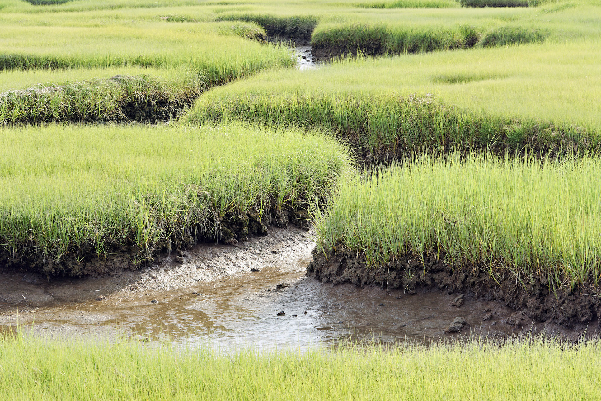 MA_CapeCod_20150717_0227_PS