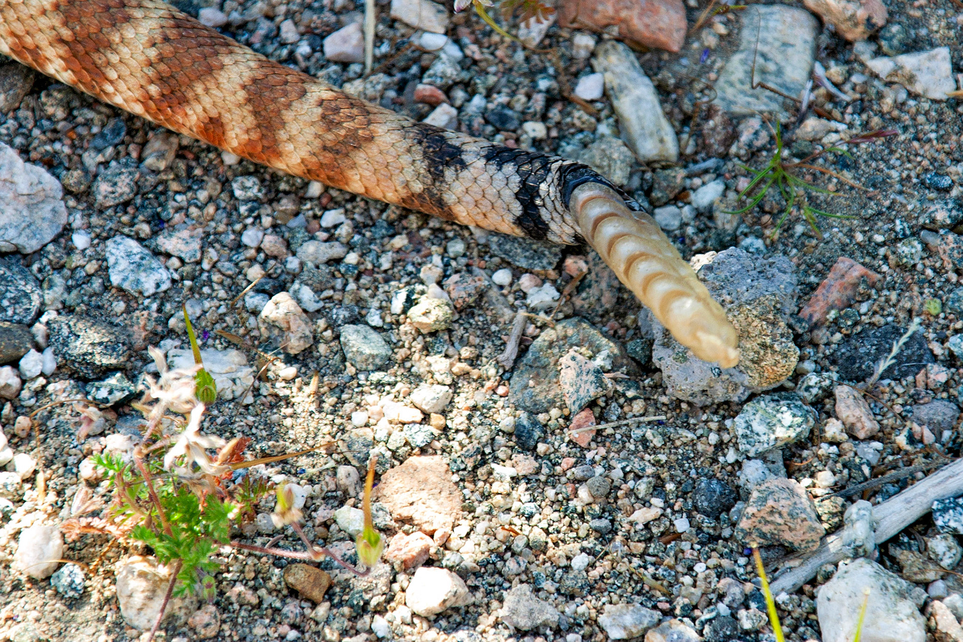 Wildlife_20030514_0073_PS