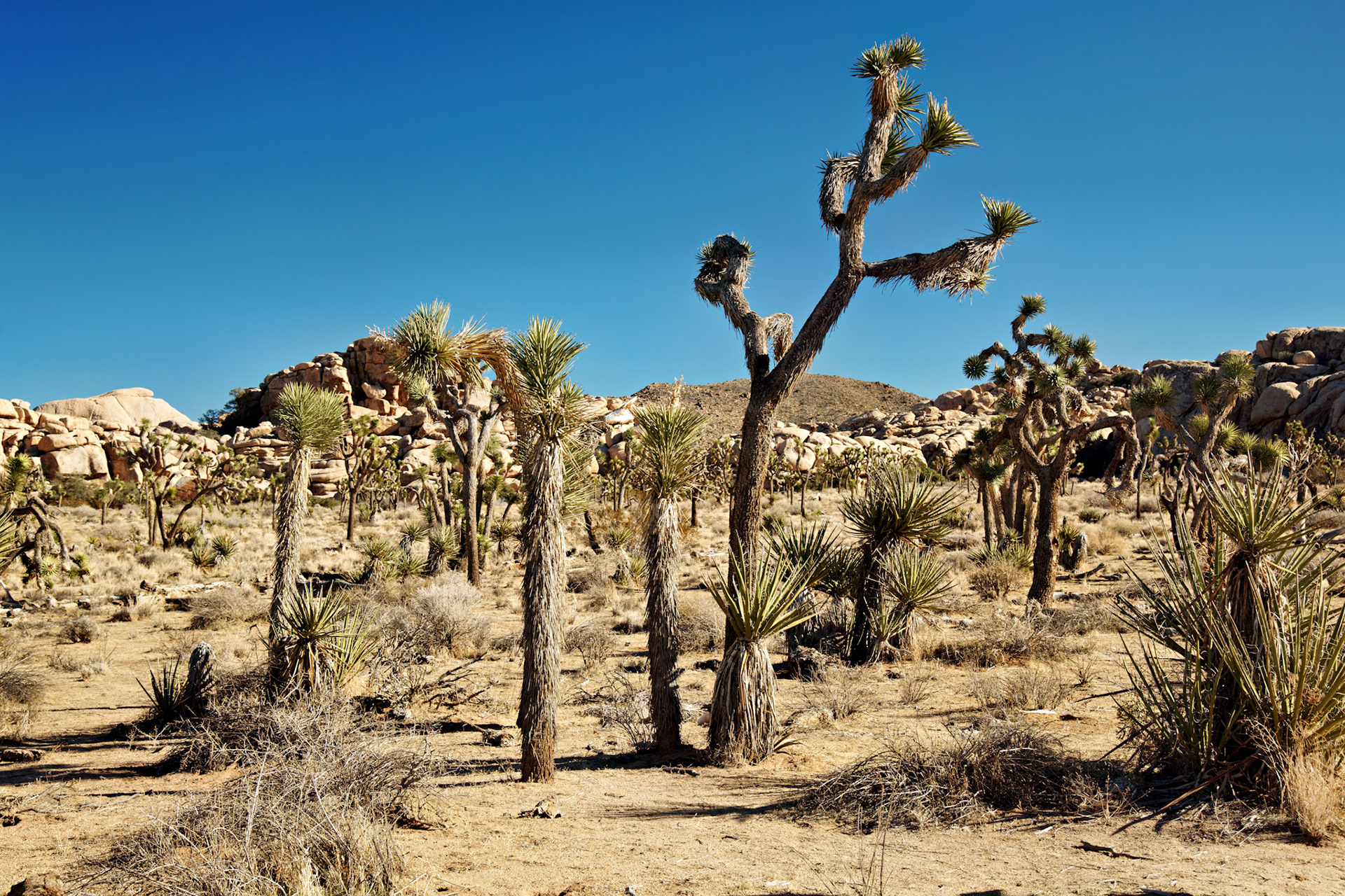 CA_PalmSprings_20090114_0179_PS