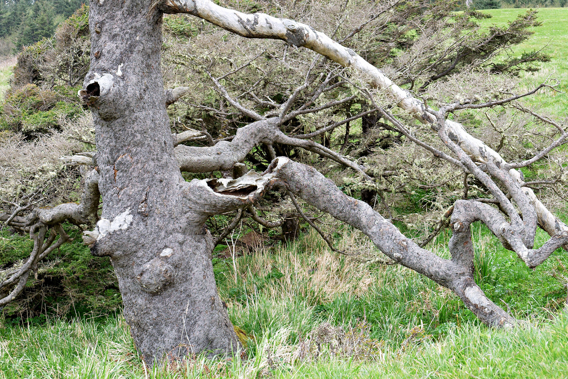 OR_Coast_20130418_0056_PS