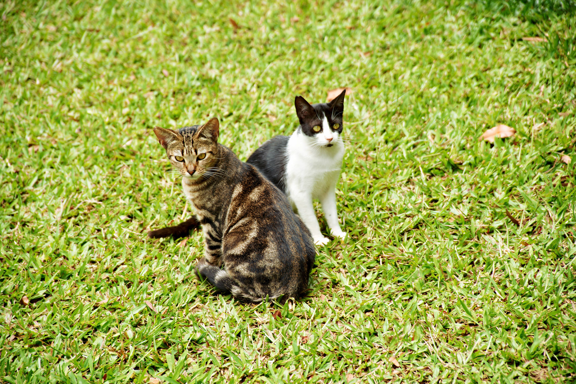 SONY DSC