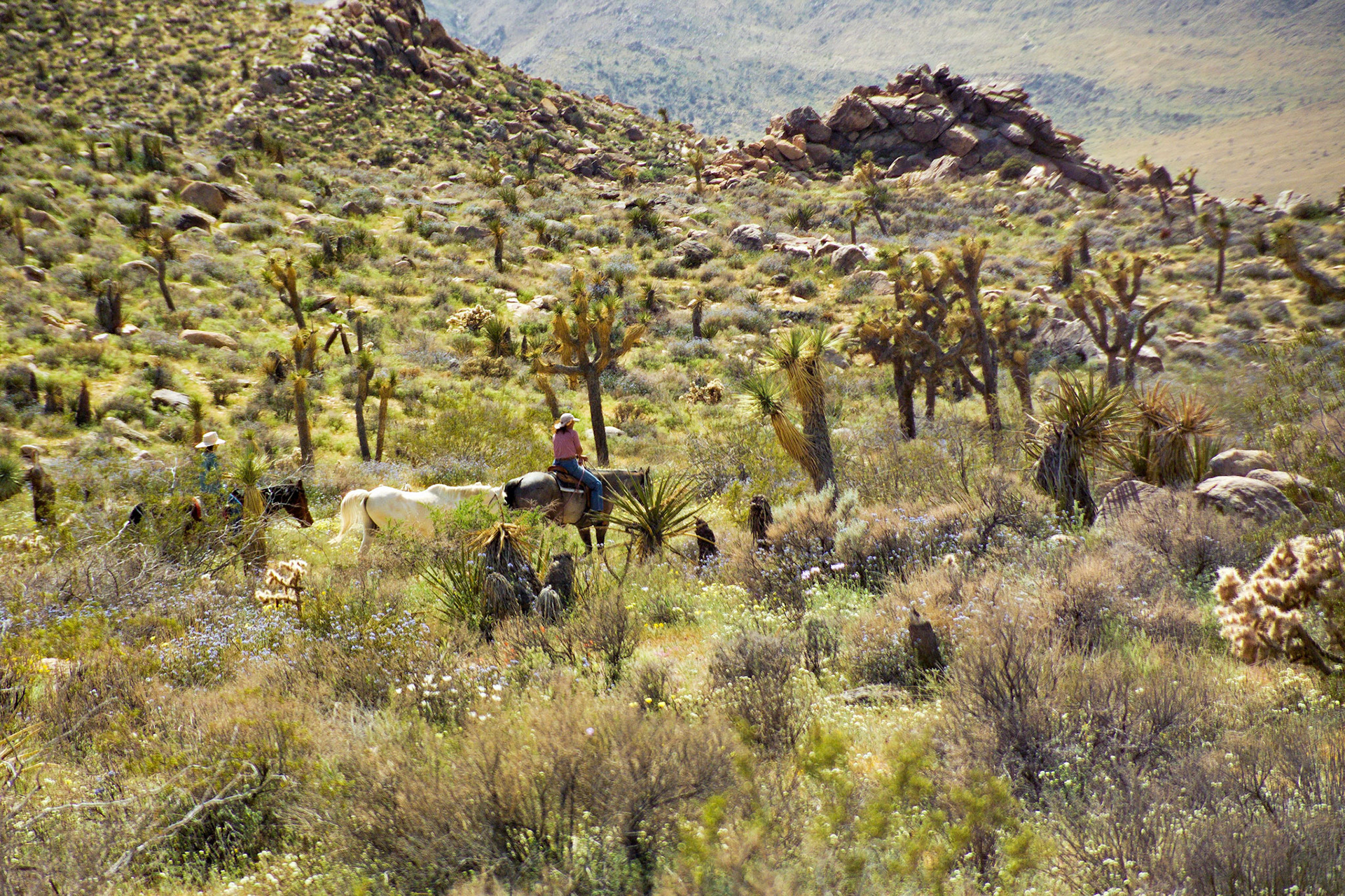 CA_JoshuaTree_20040330_0055_PS