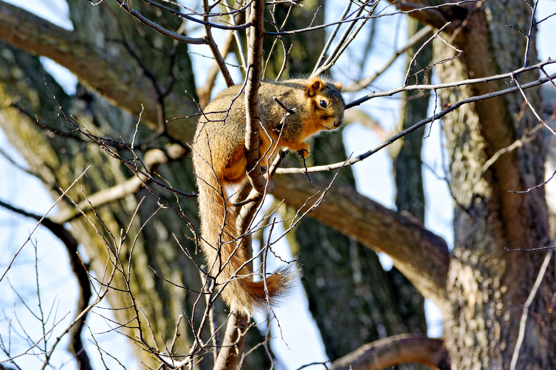 Wildlife_20141226_0613_PS