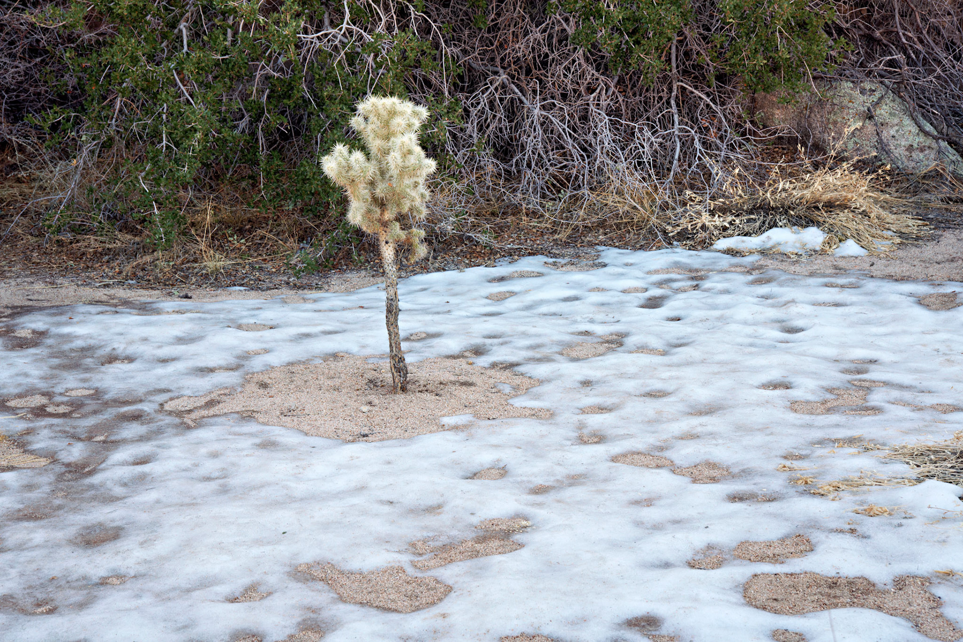 CA_PalmSprings_20090114_0187_PS