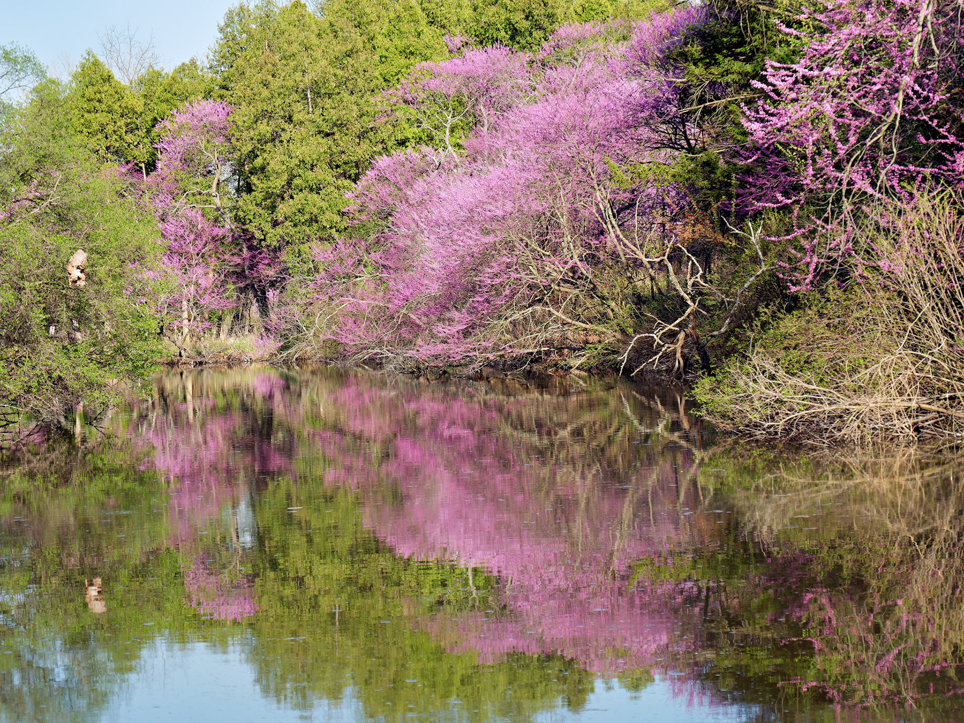 IL_Morton Arboretum_20180507_0851_PS