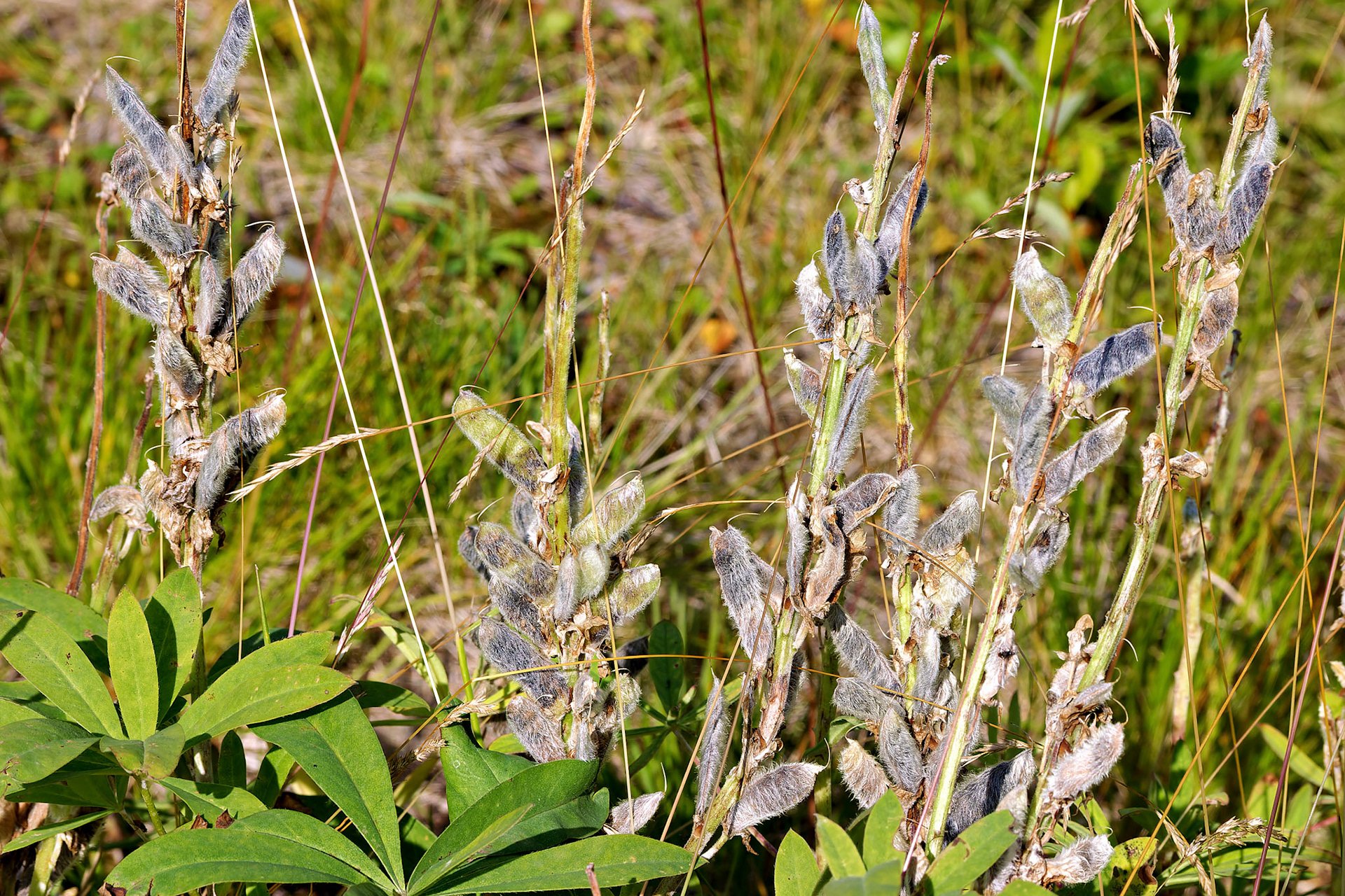 Flowers_20030806_0152_PS