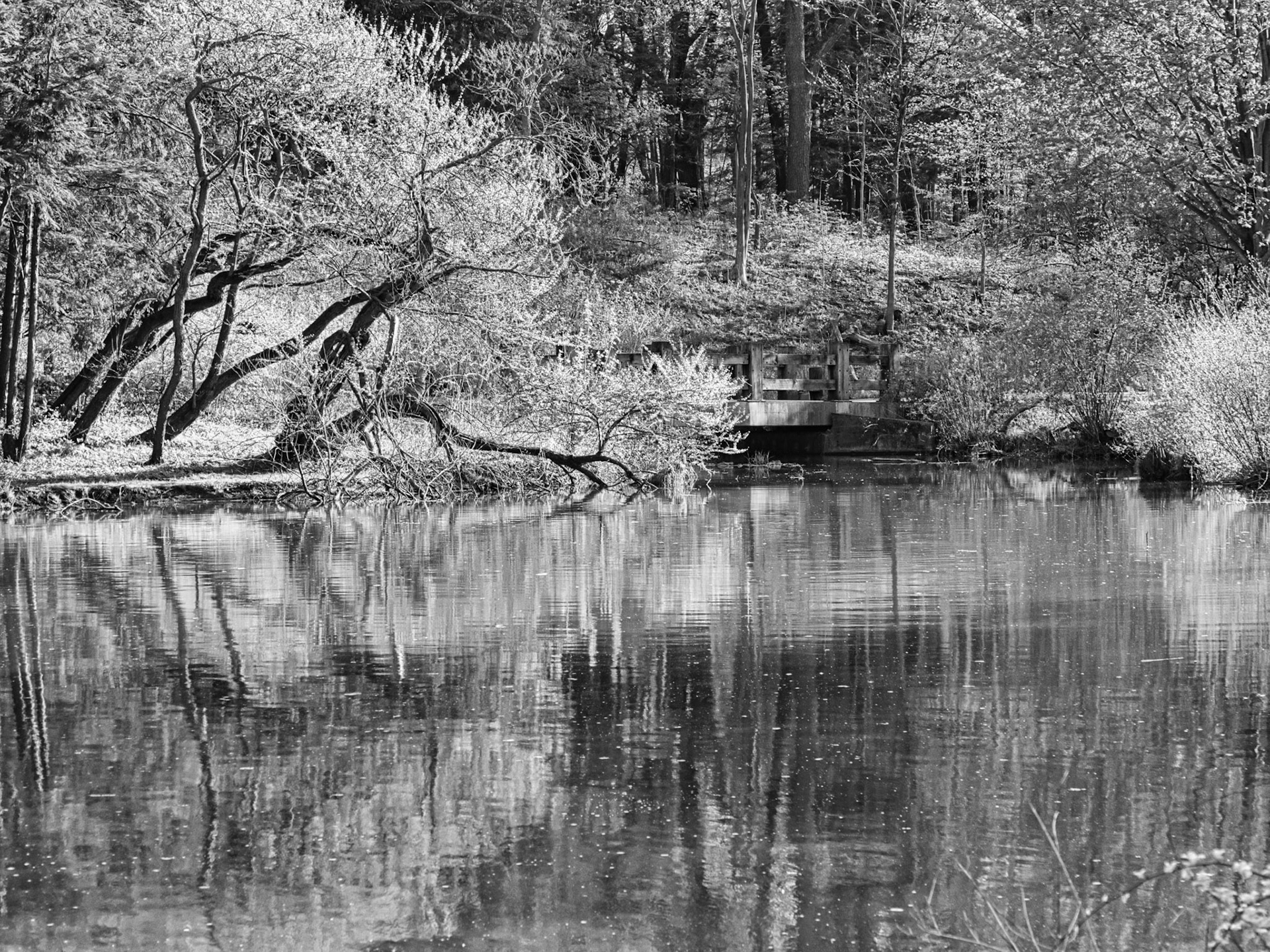 Black &amp; White 00269