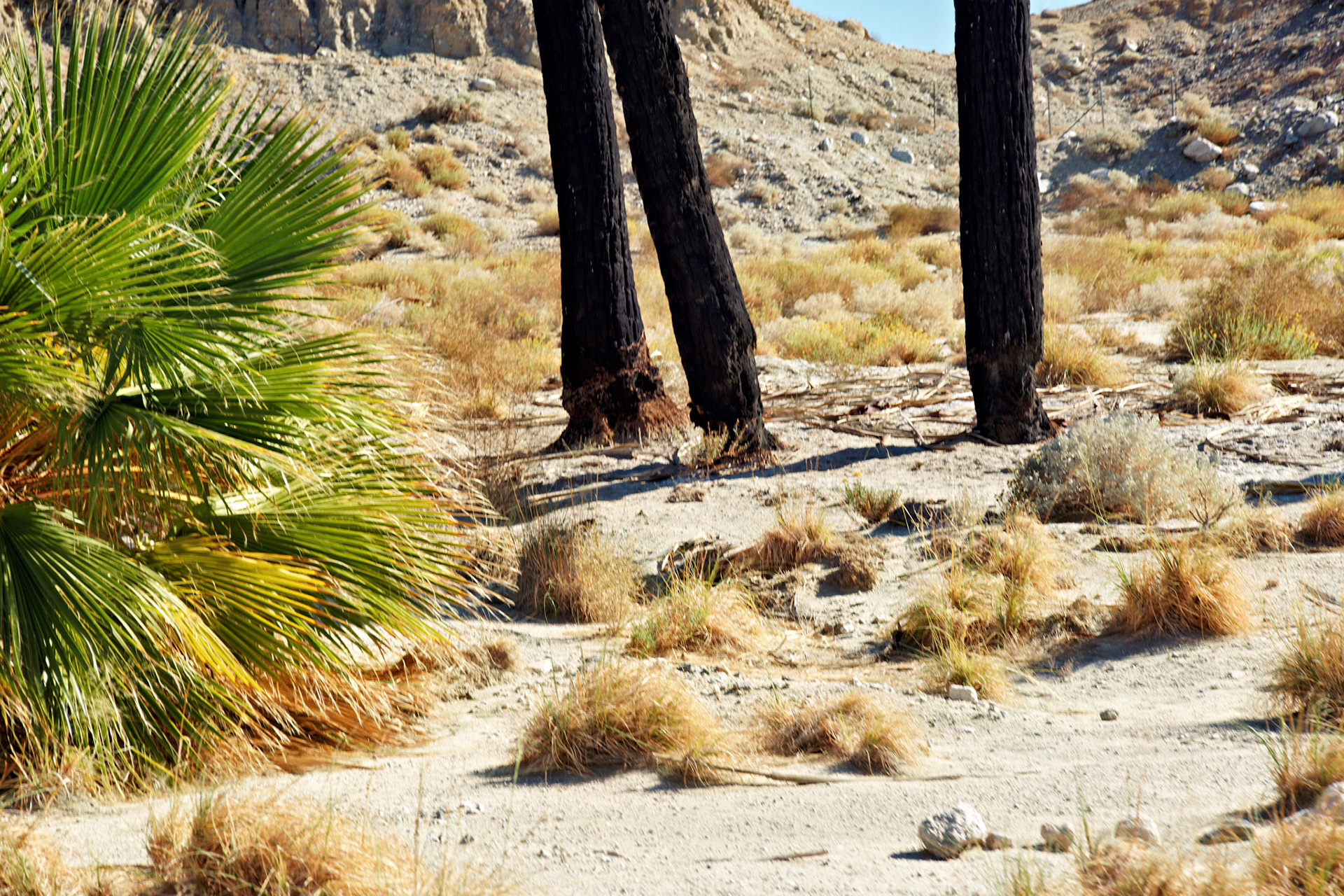 CA_PalmSprings_20111117_0493_PS