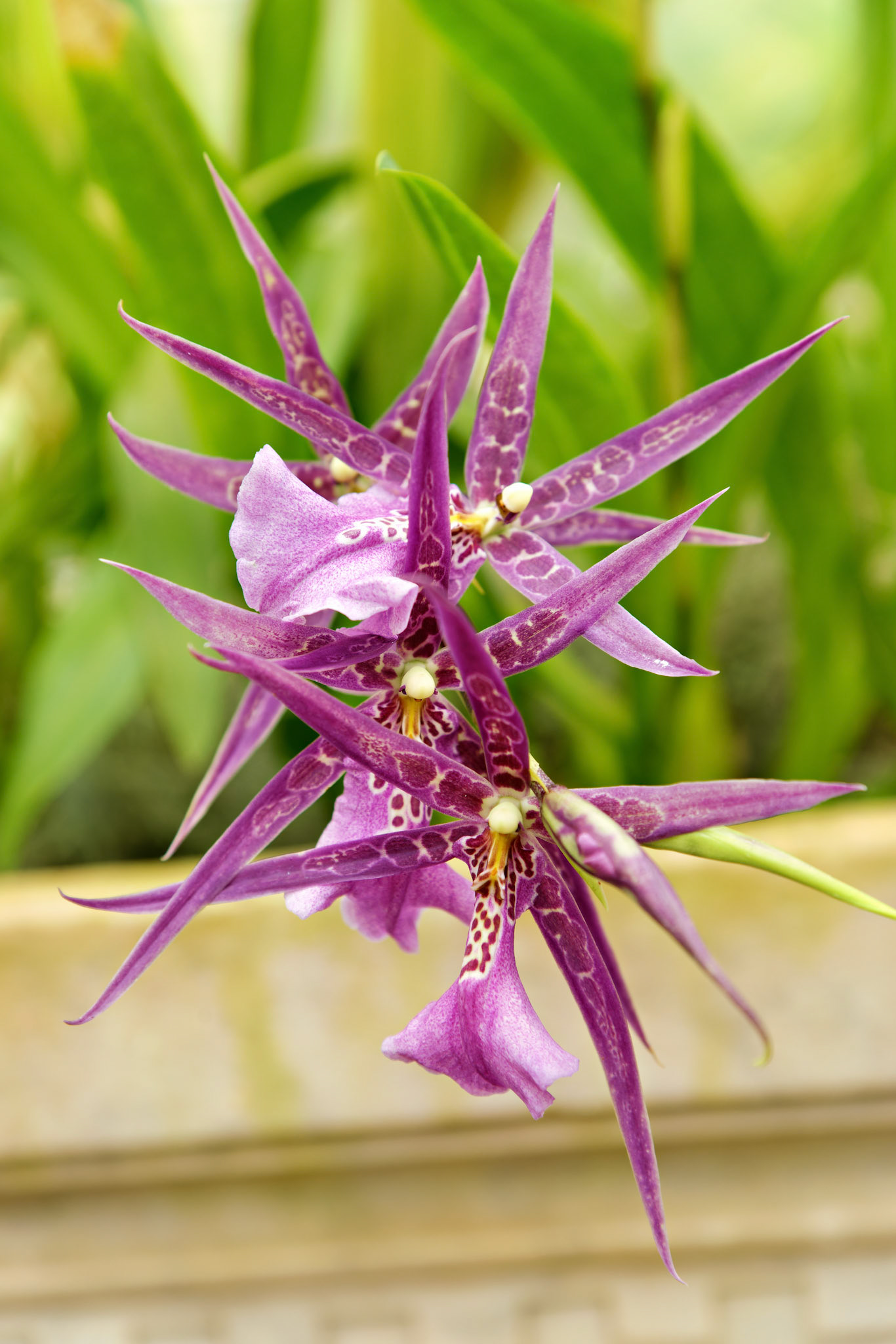 Flowers_20120928_0574_PS