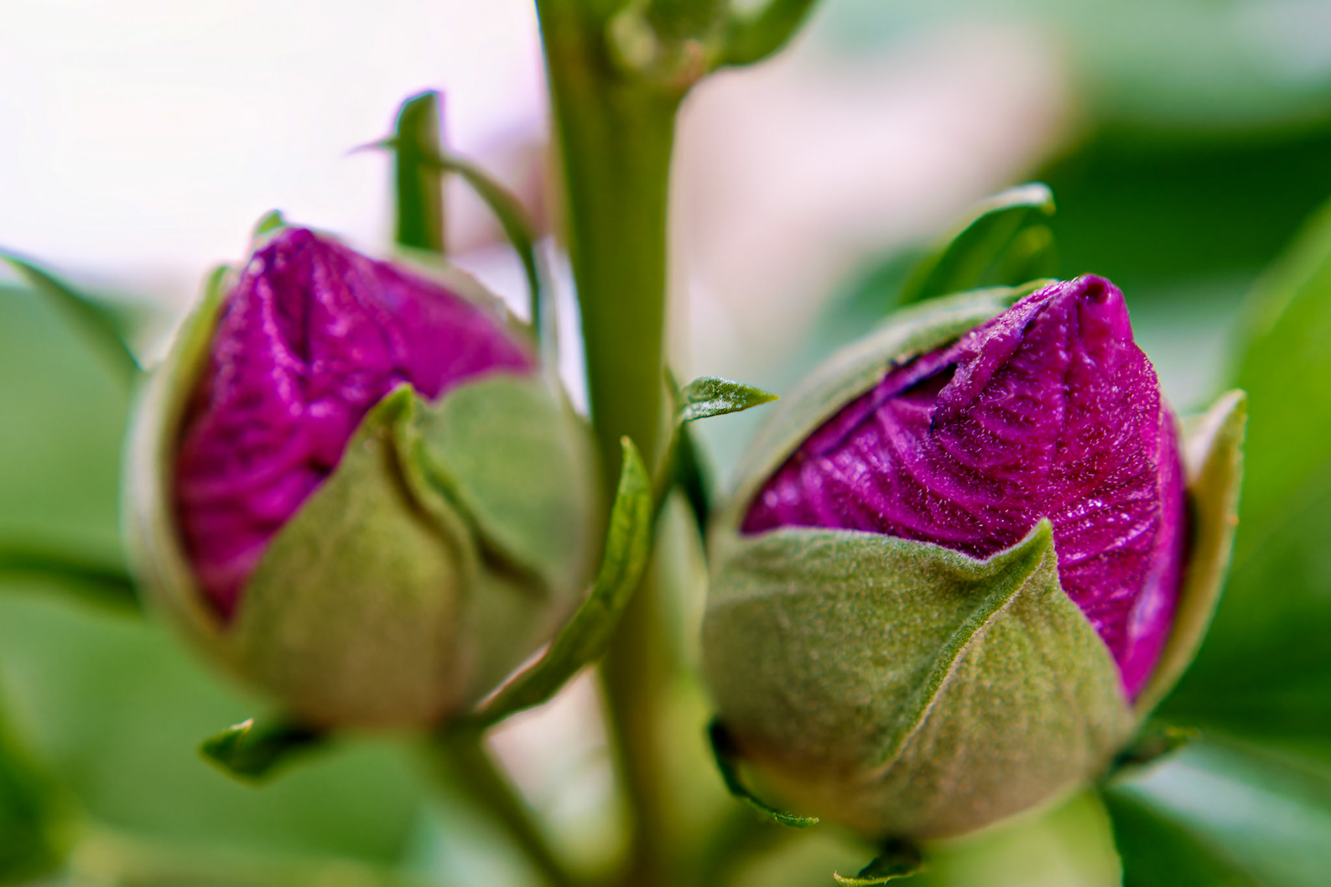 Flowers_20130804_0618_PS