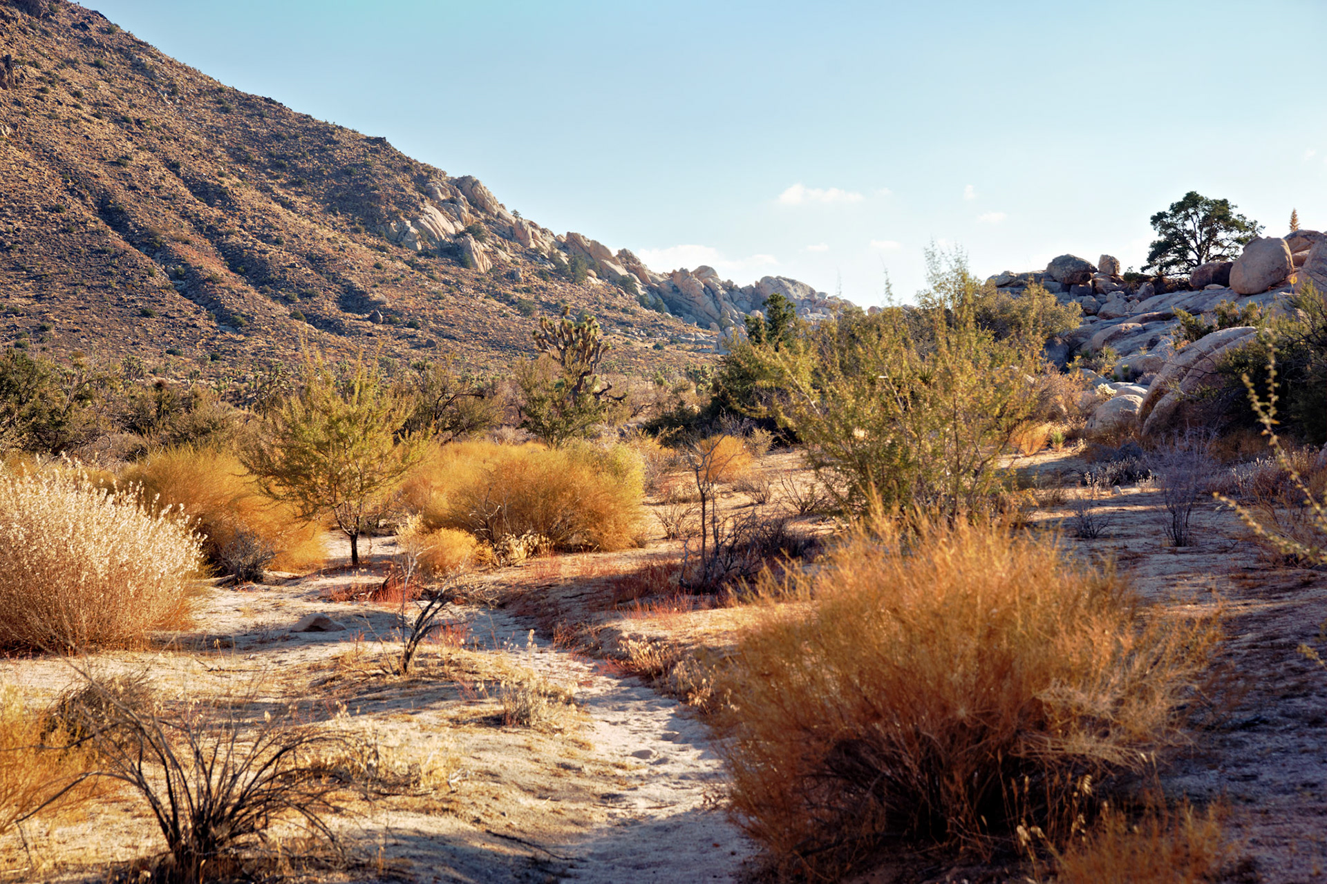 CA_JoshuaTree_20111114_0257_PS