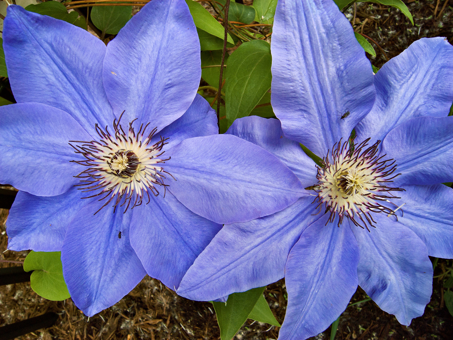 Flowers_20080608_0374_PS