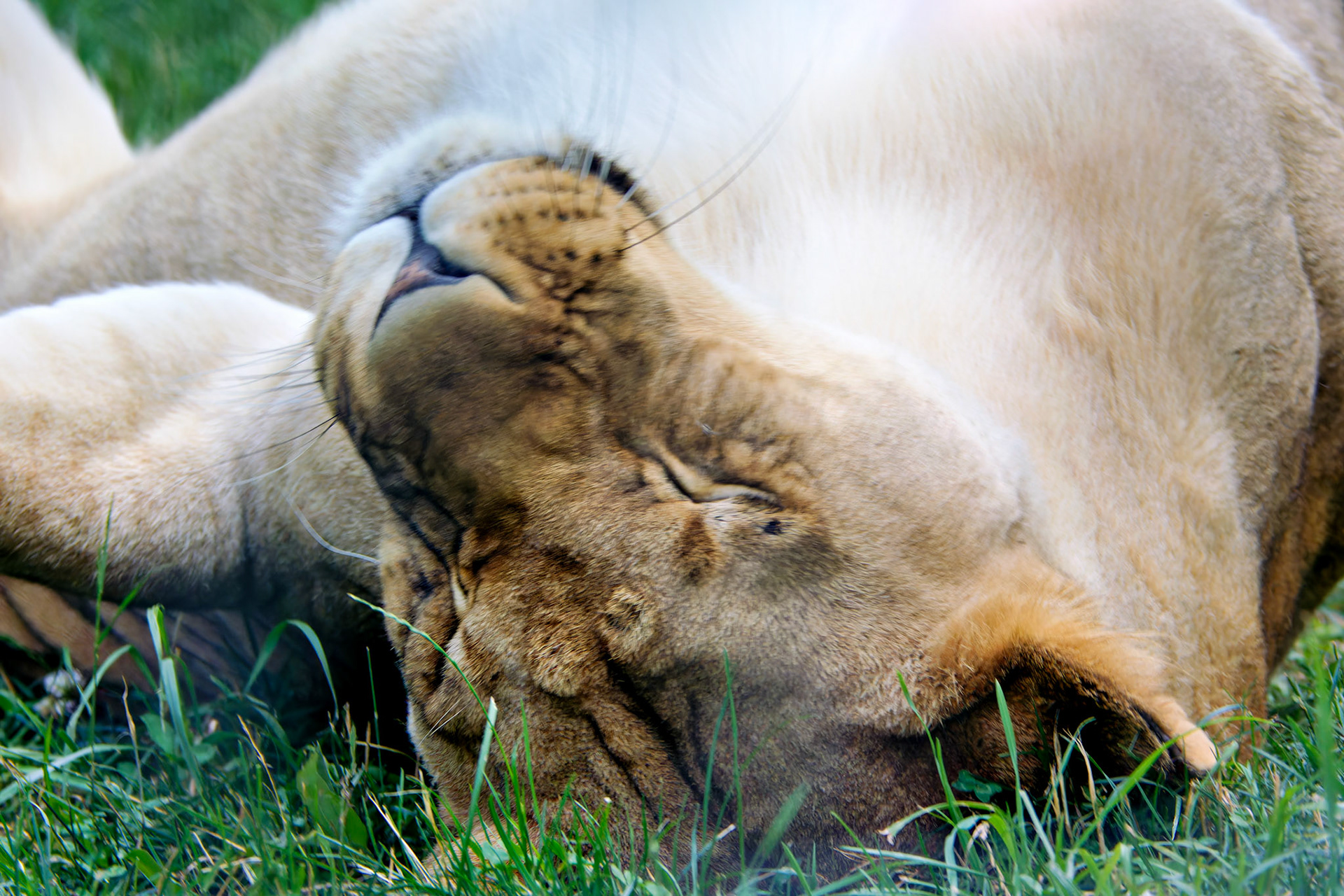 Wildlife_20140718_0473_PS
