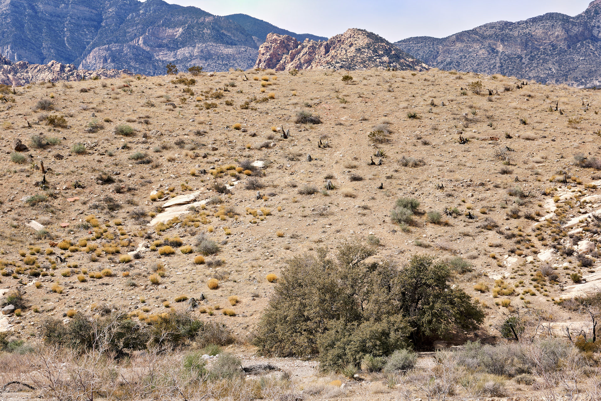 NV_Deserts_20120312_0062_PS