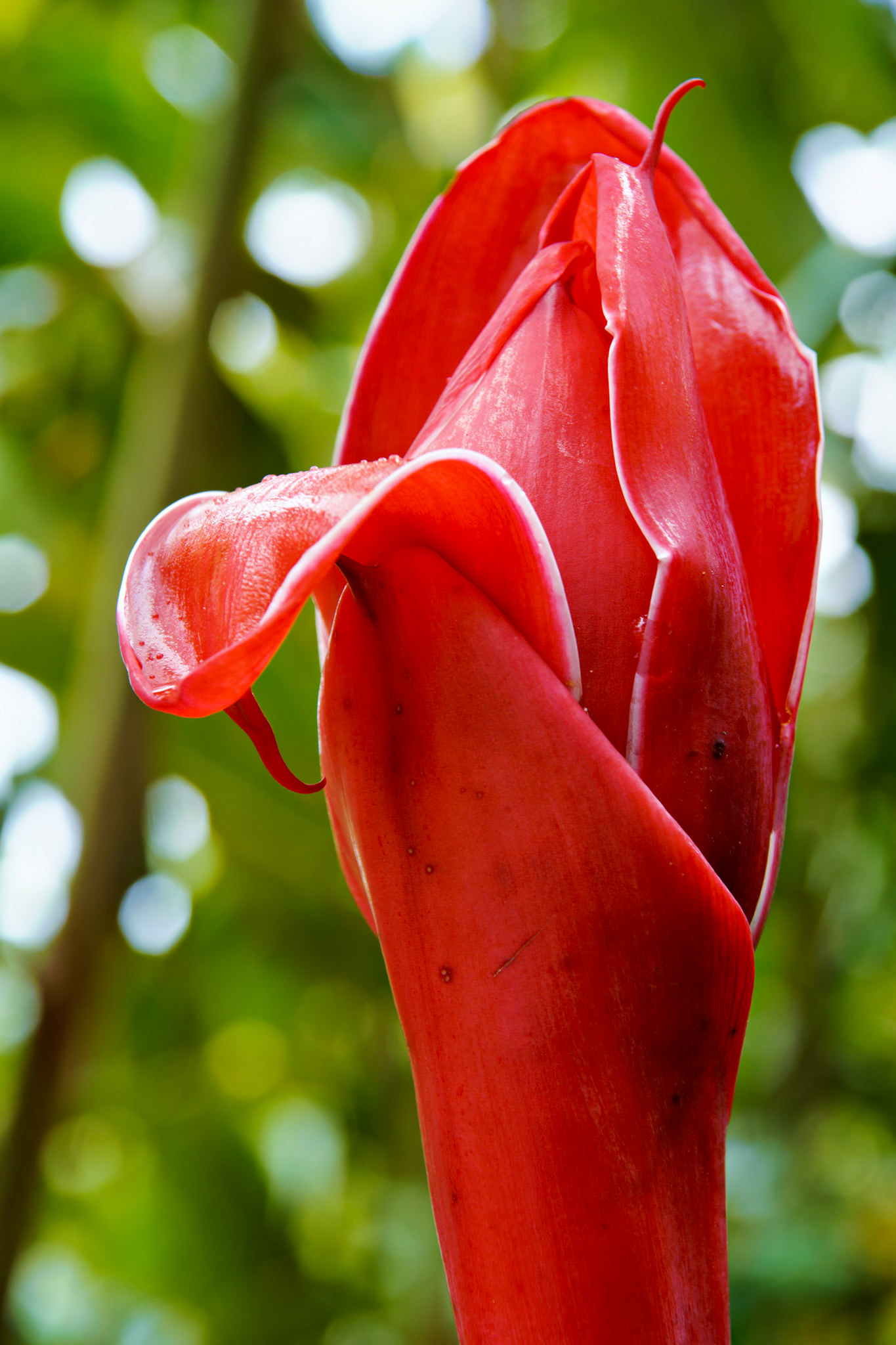 Flowers_20100624_0517_PS