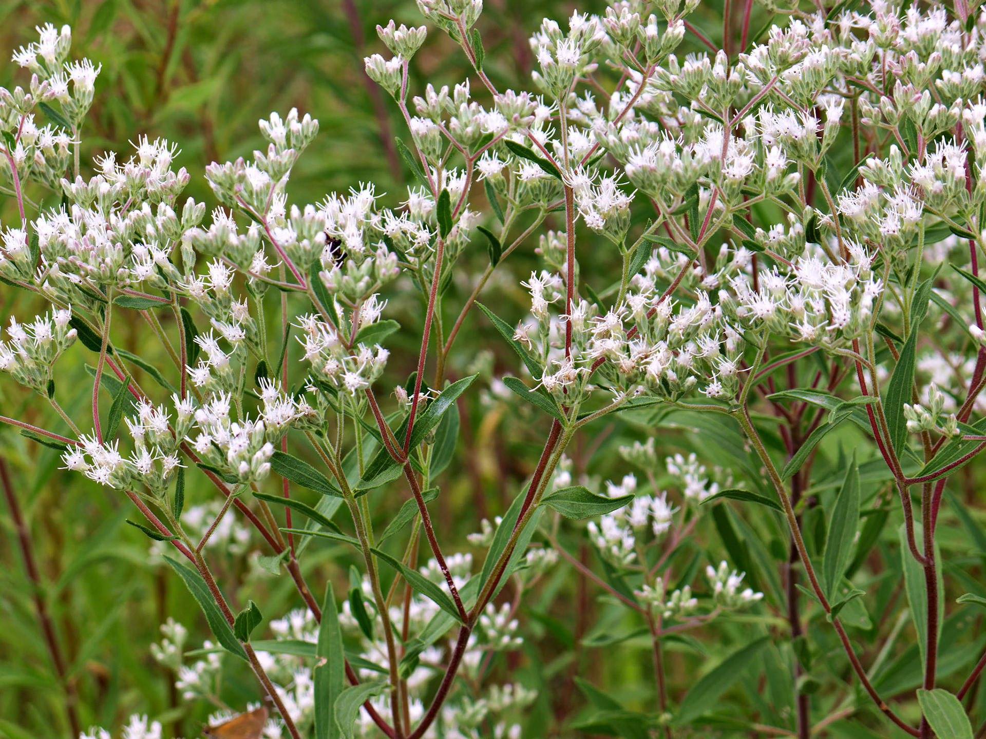 Flowers_20090822_0445_PS