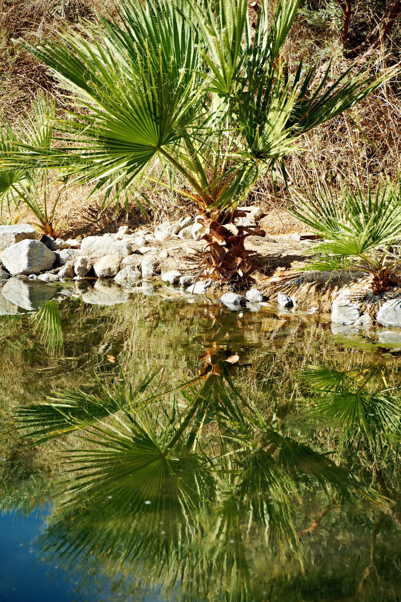 CA_PalmSprings_20111117_0498_PS