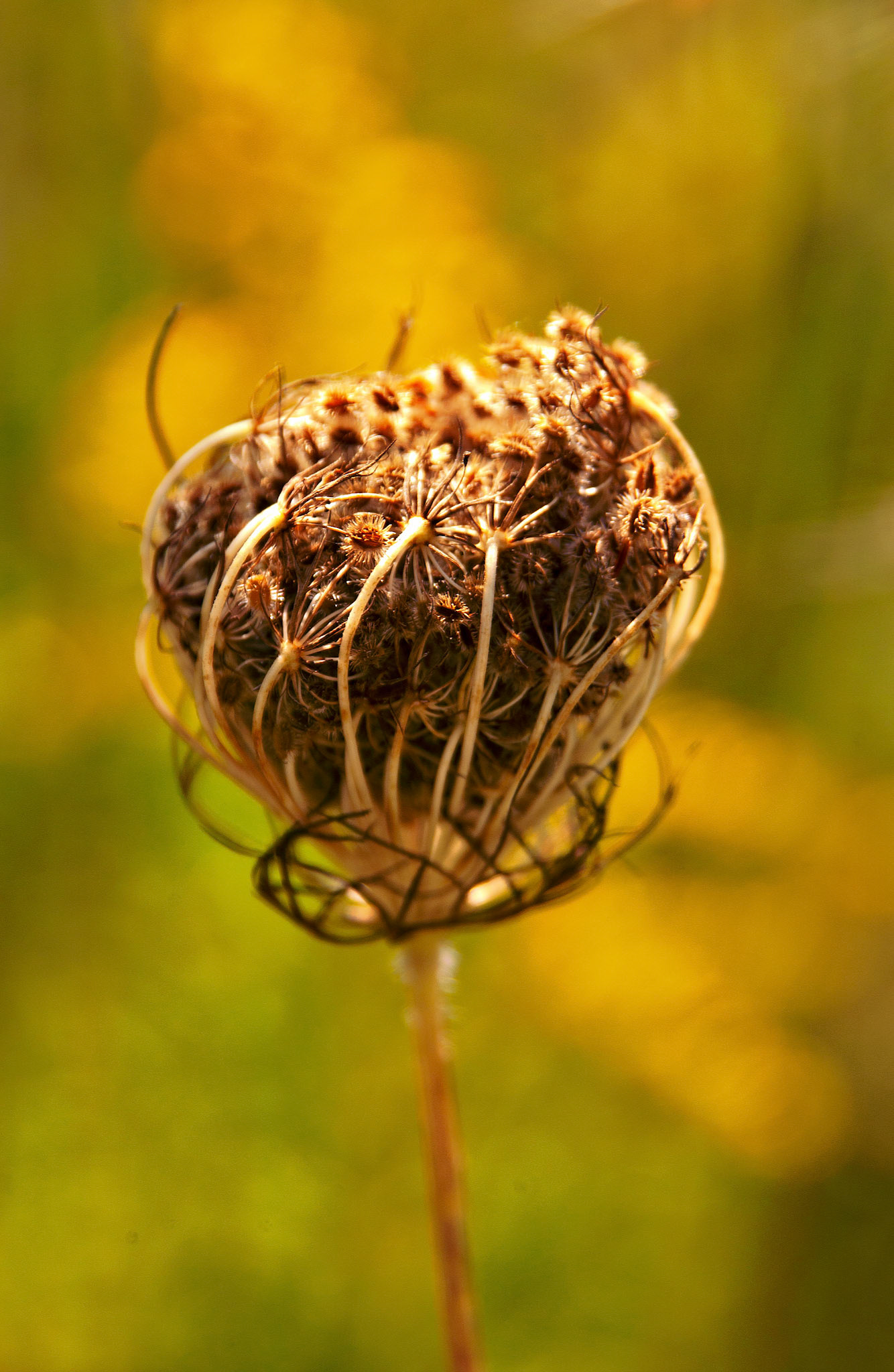 Flowers_20020906_0012_PS