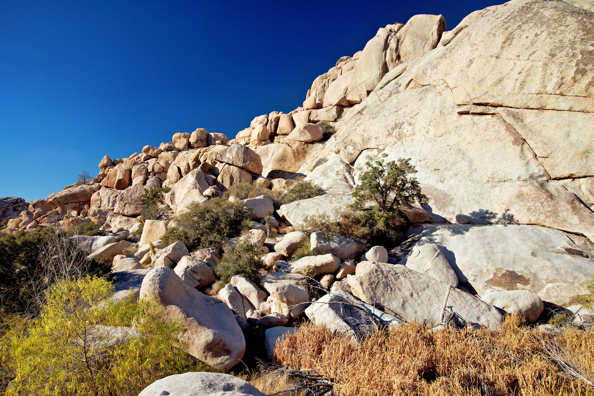 CA_JoshuaTree_20111114_0219_PS