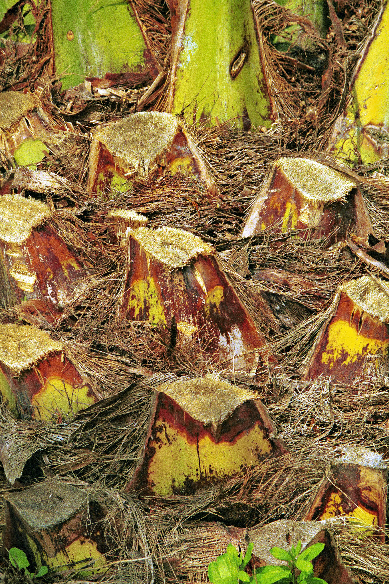 Flowers_20210212_0816_PS