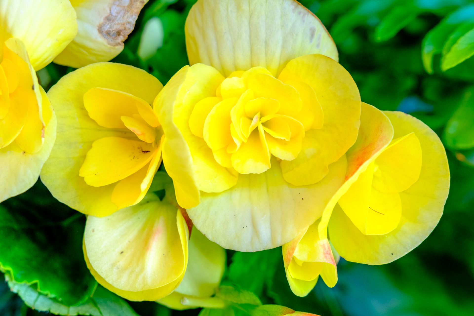 Flowers_20240523__FXT0741_PS
