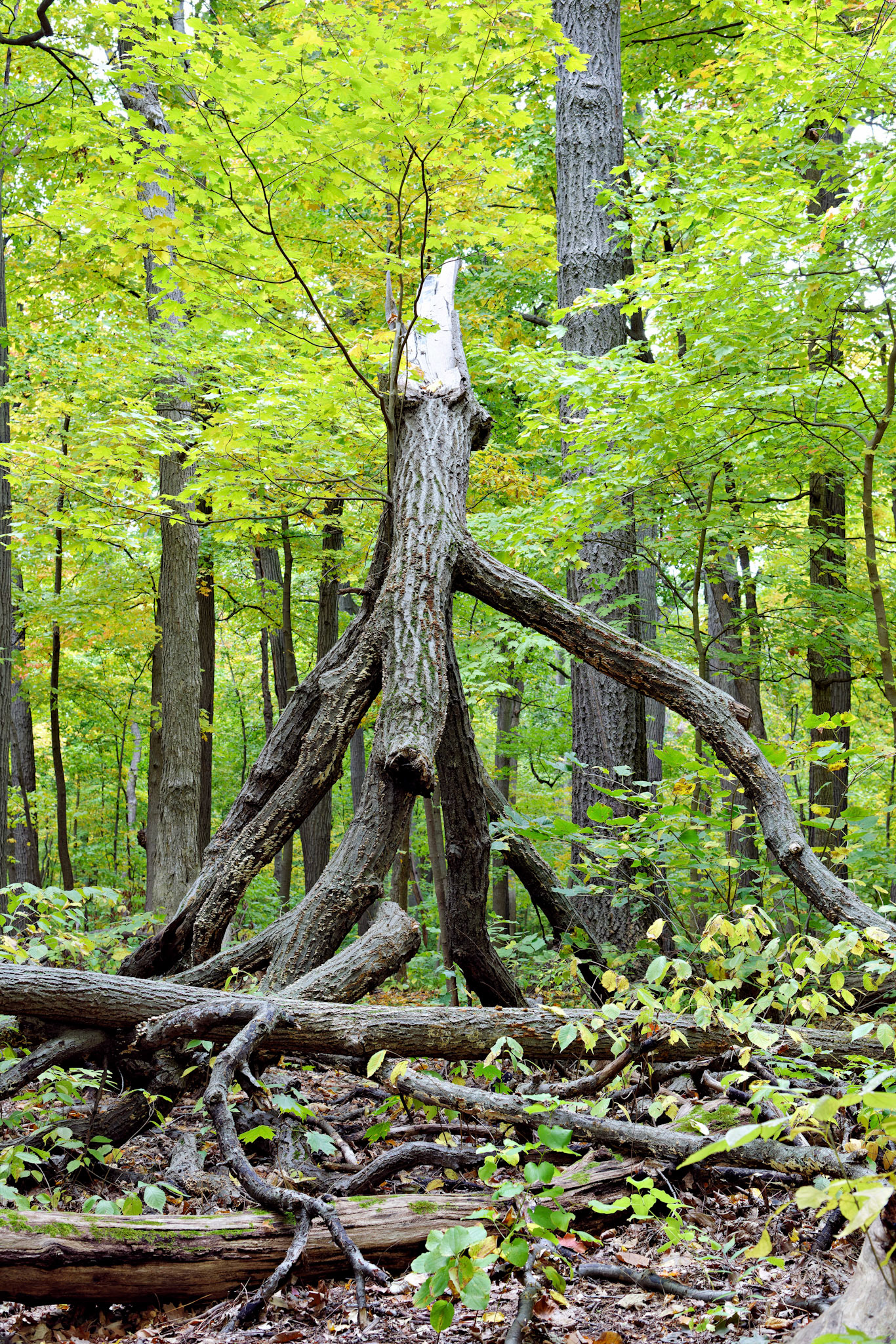 IL_Morton Arboretum_20121005_0530_PS
