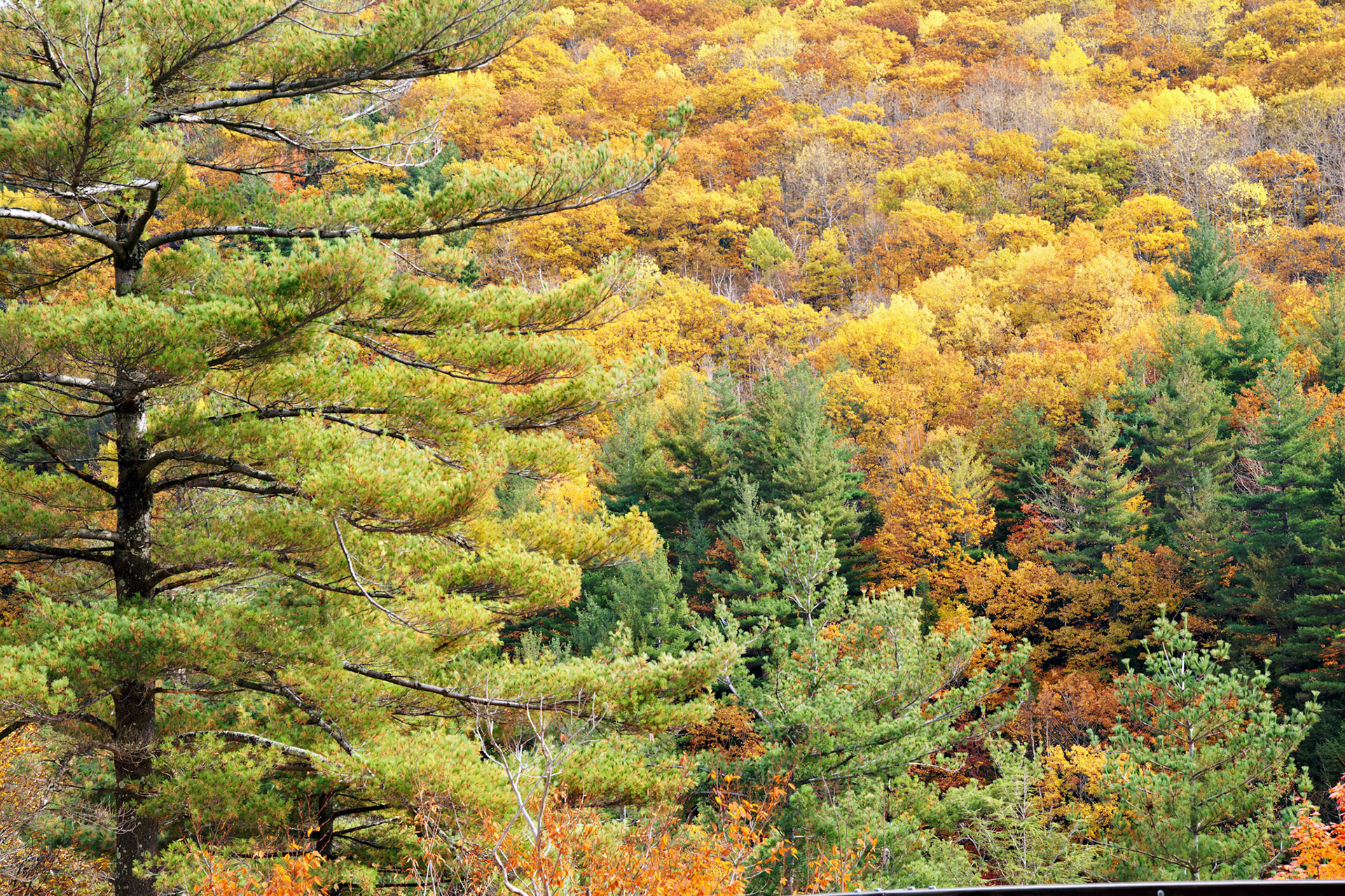 VT_20091023_0358_PS