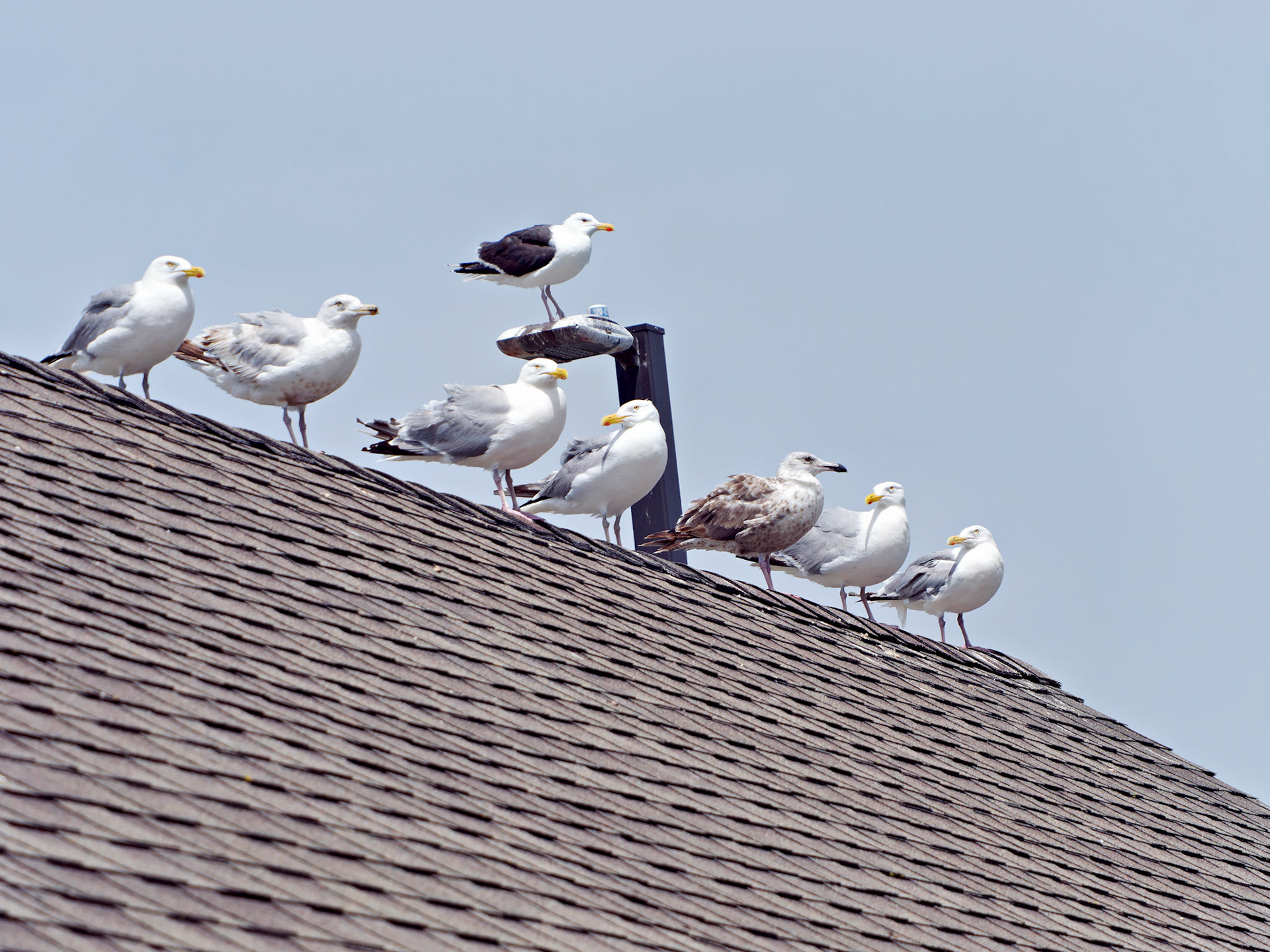 MA_CapeCodChattham_20180725_0097_PS