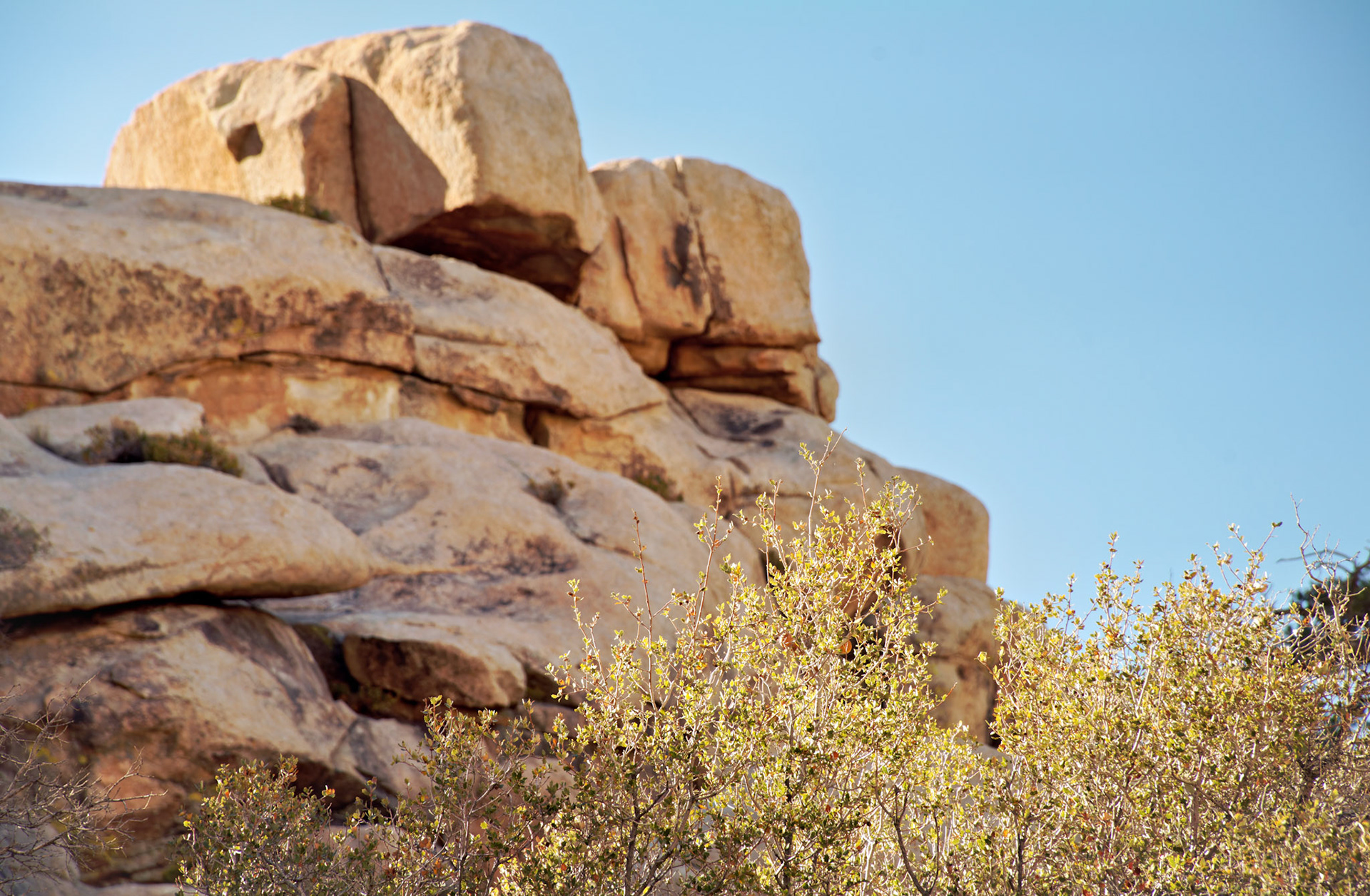 CA_JoshuaTree_20111114_0185_PS