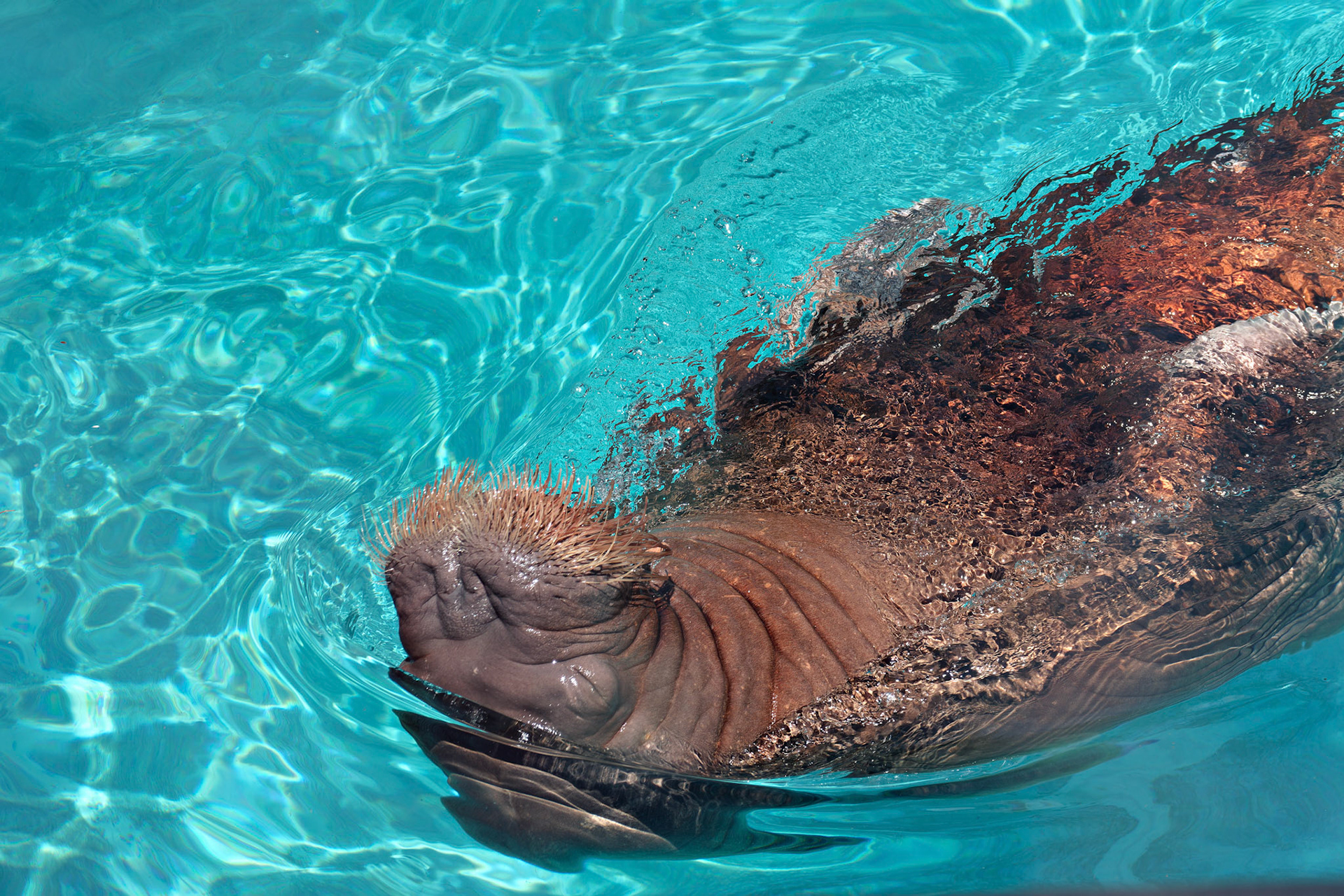 Sealife_IN_Indianapolis Zoo_20170608_0213_PS