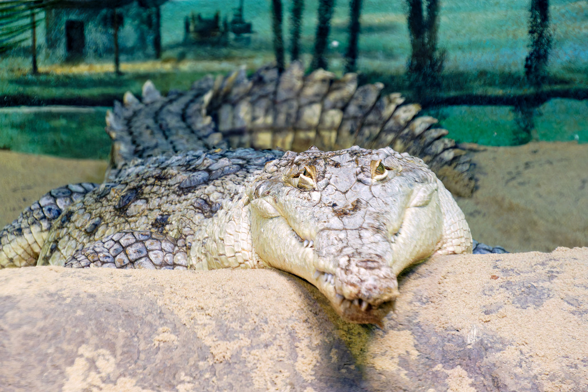 Reptiles_Wildlife_20140806_0551_PS