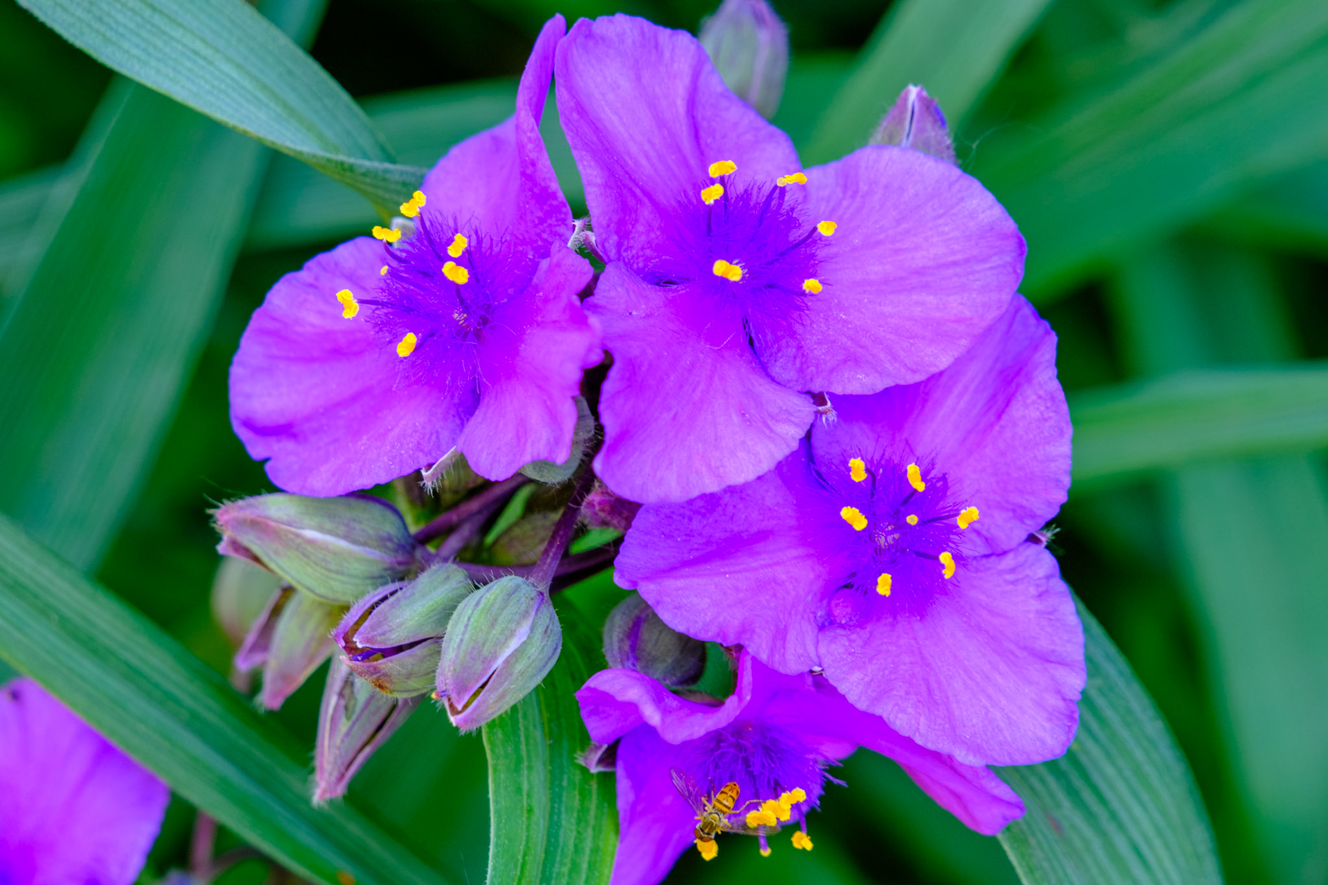 Flowers_20240523__FXT0656_PS
