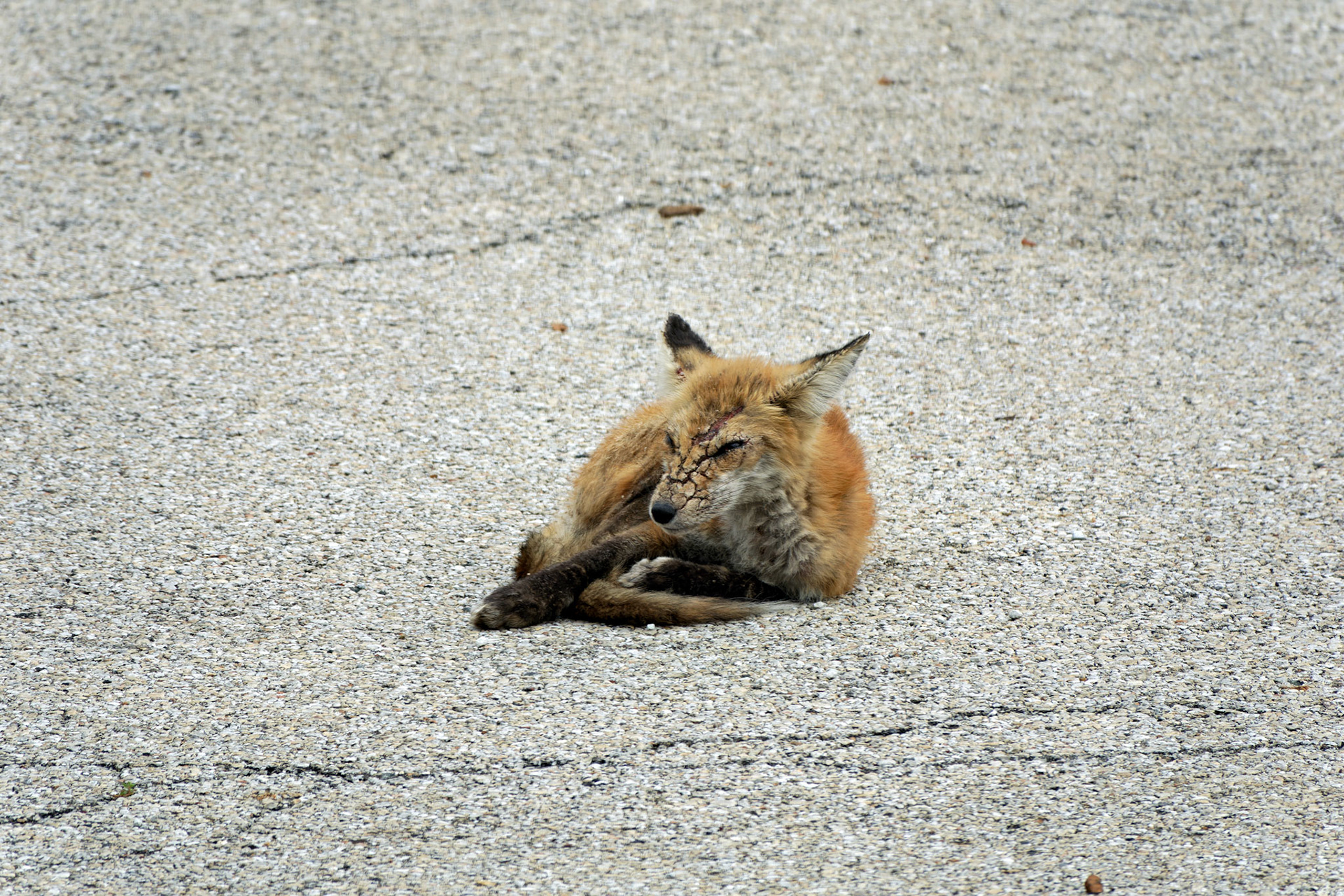 Wildlife_20190818_0753_PS.tif
