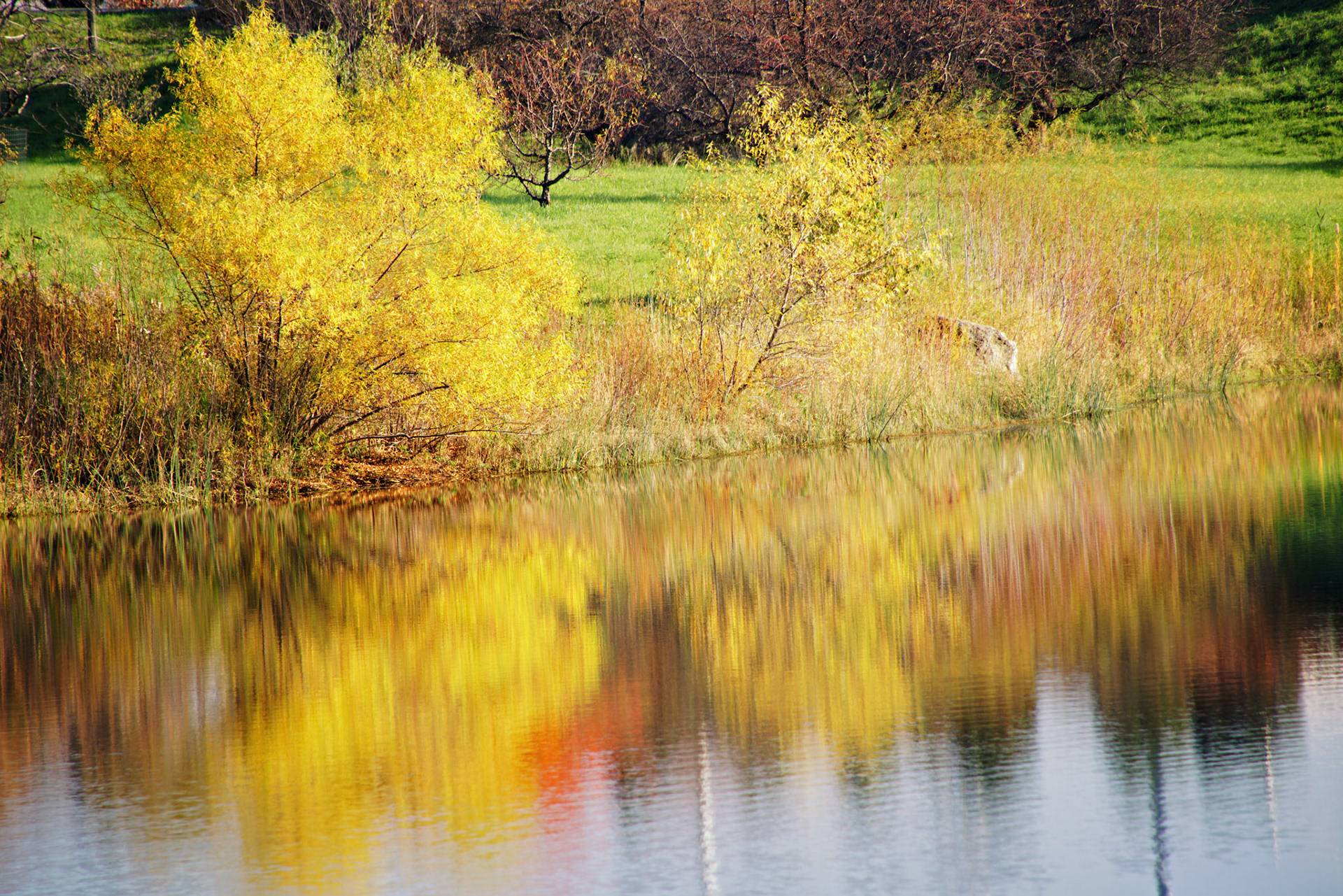 IL_Morton Arboretum_20141022_0604_PS
