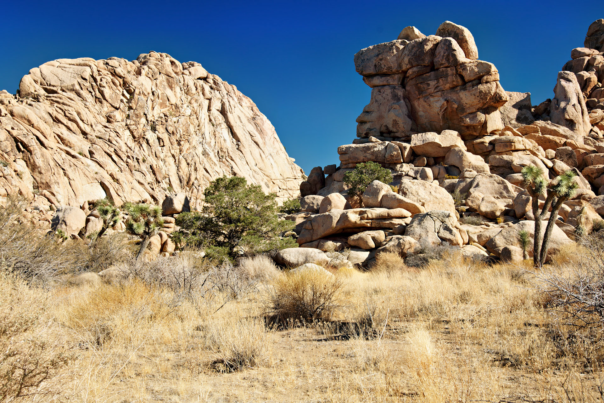 CA_JoshuaTree_20111114_0159_PS