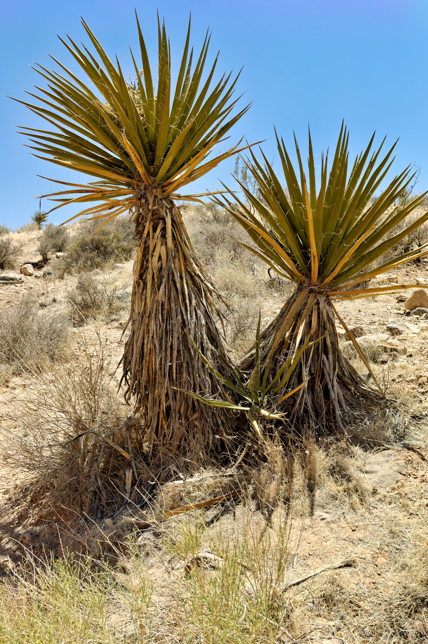 NV_20070531_0130_PS