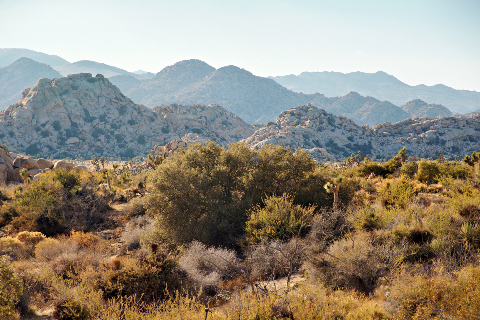CA_JoshuaTree_20111114_0222_PS