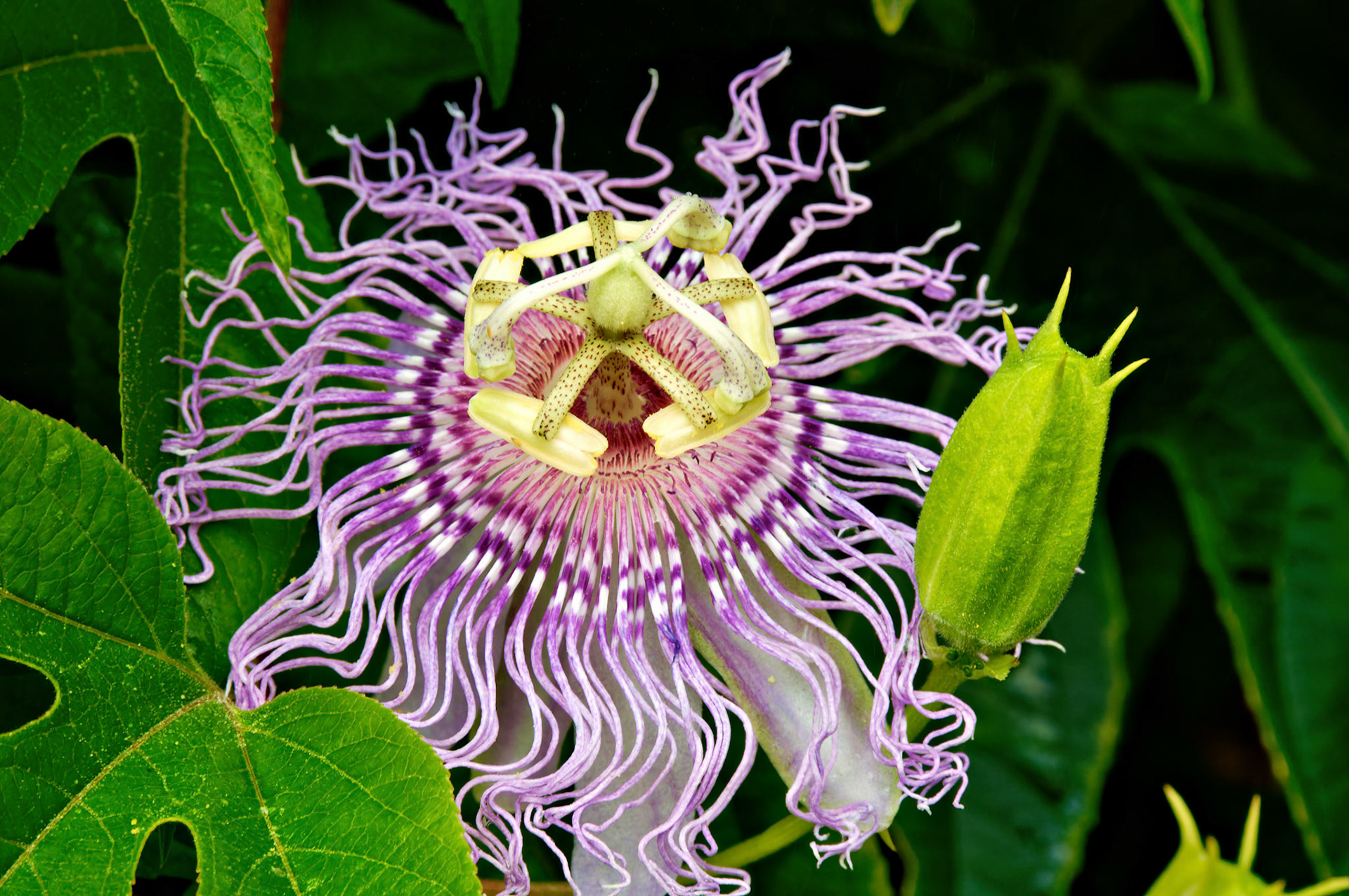 Flowers_20080814_0405_PS
