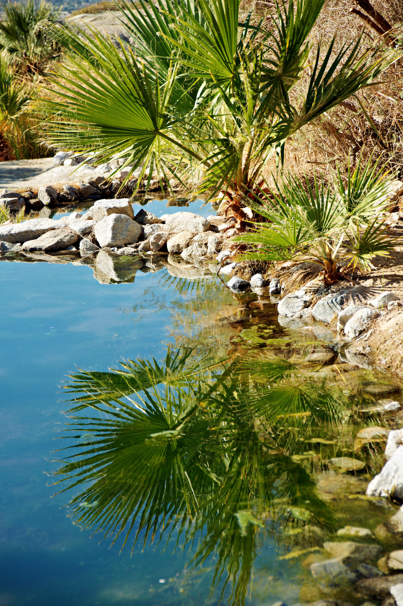 CA_PalmSprings_20111117_0497_PS