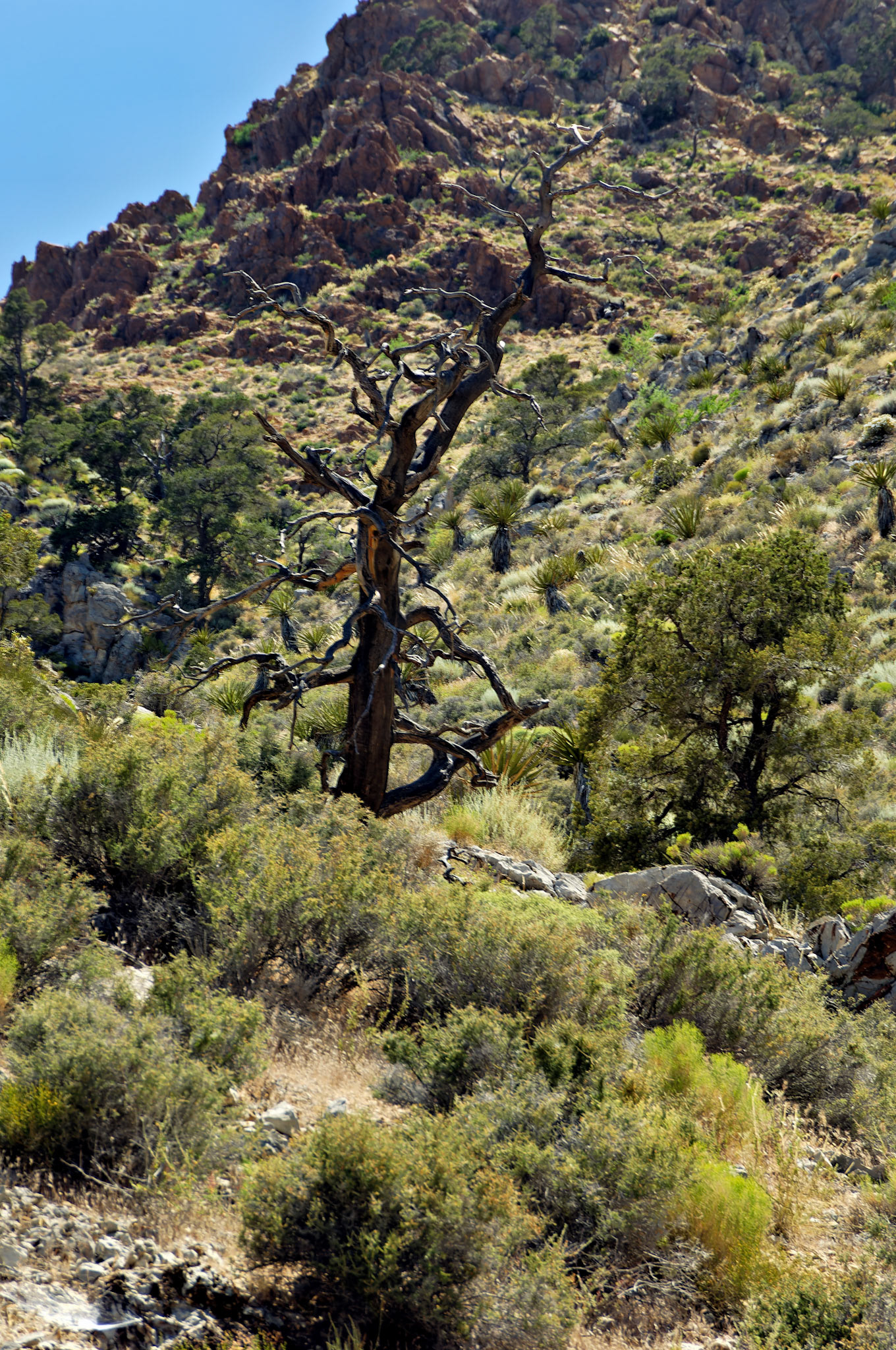 CA_20050614_0128_PS