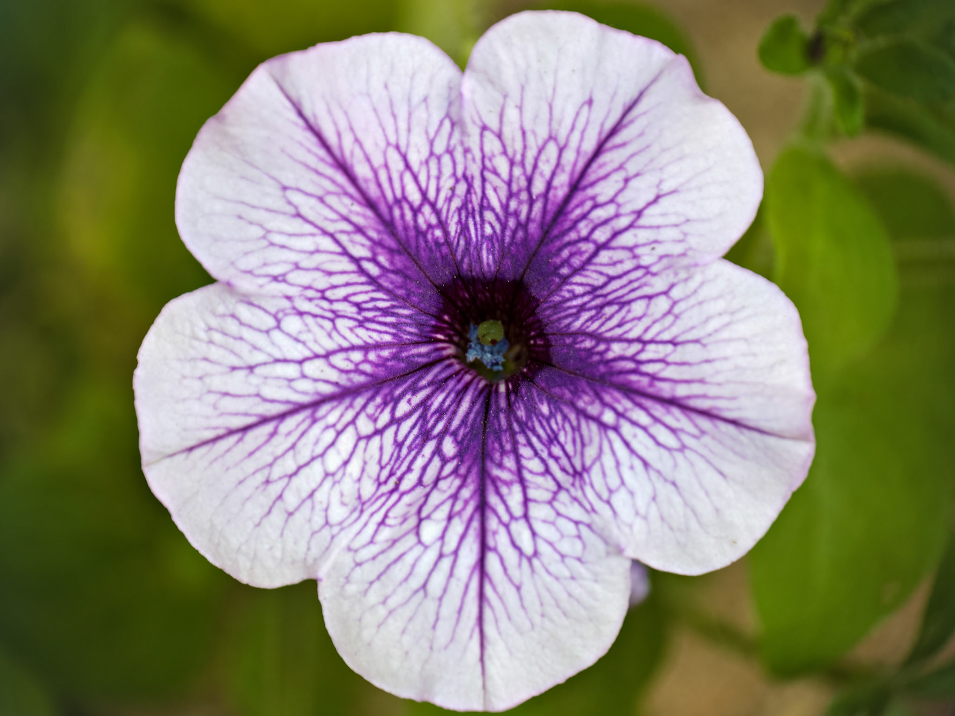 Flowers_20221113-0023_PS
