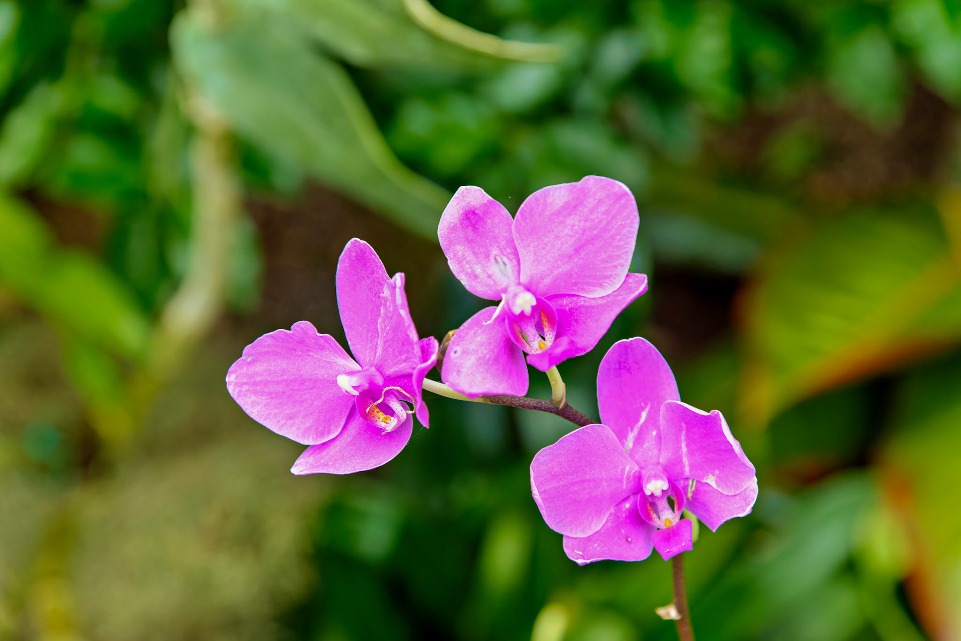 Flowers_20120928_0572_PS