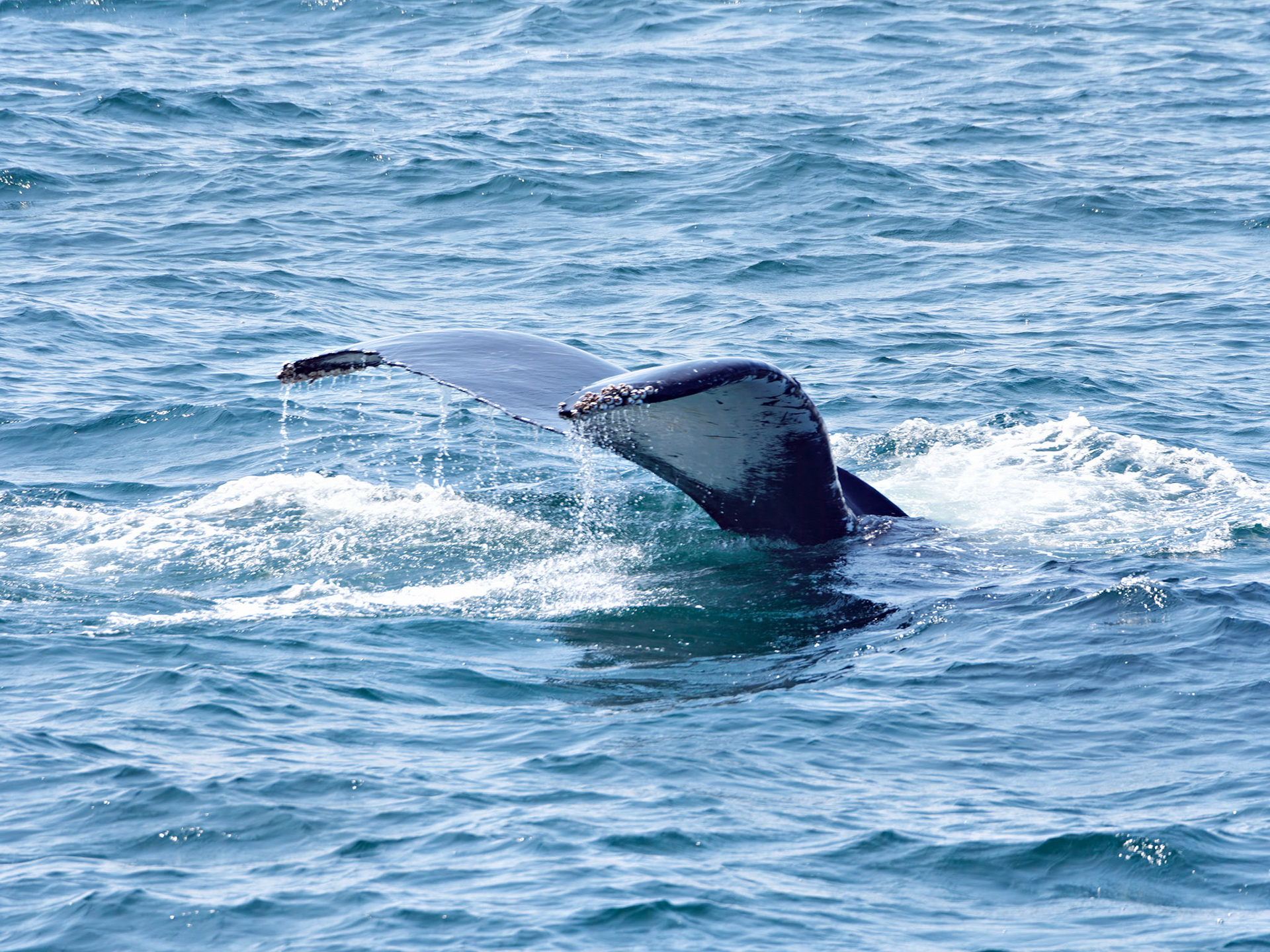 MA_CapeCodProvincetown_20180727_0029_PS