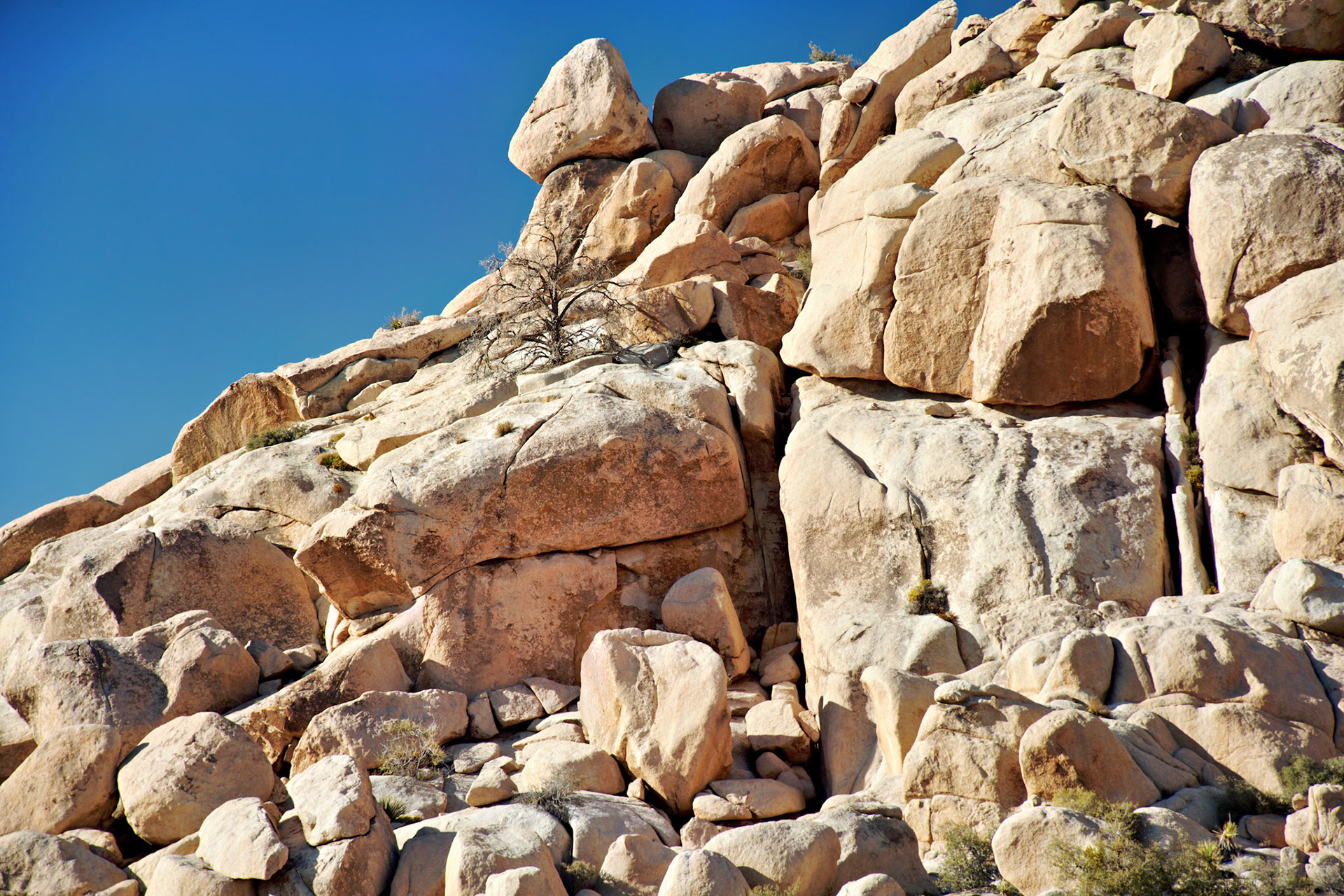 CA_JoshuaTree_20111114_0238_PS