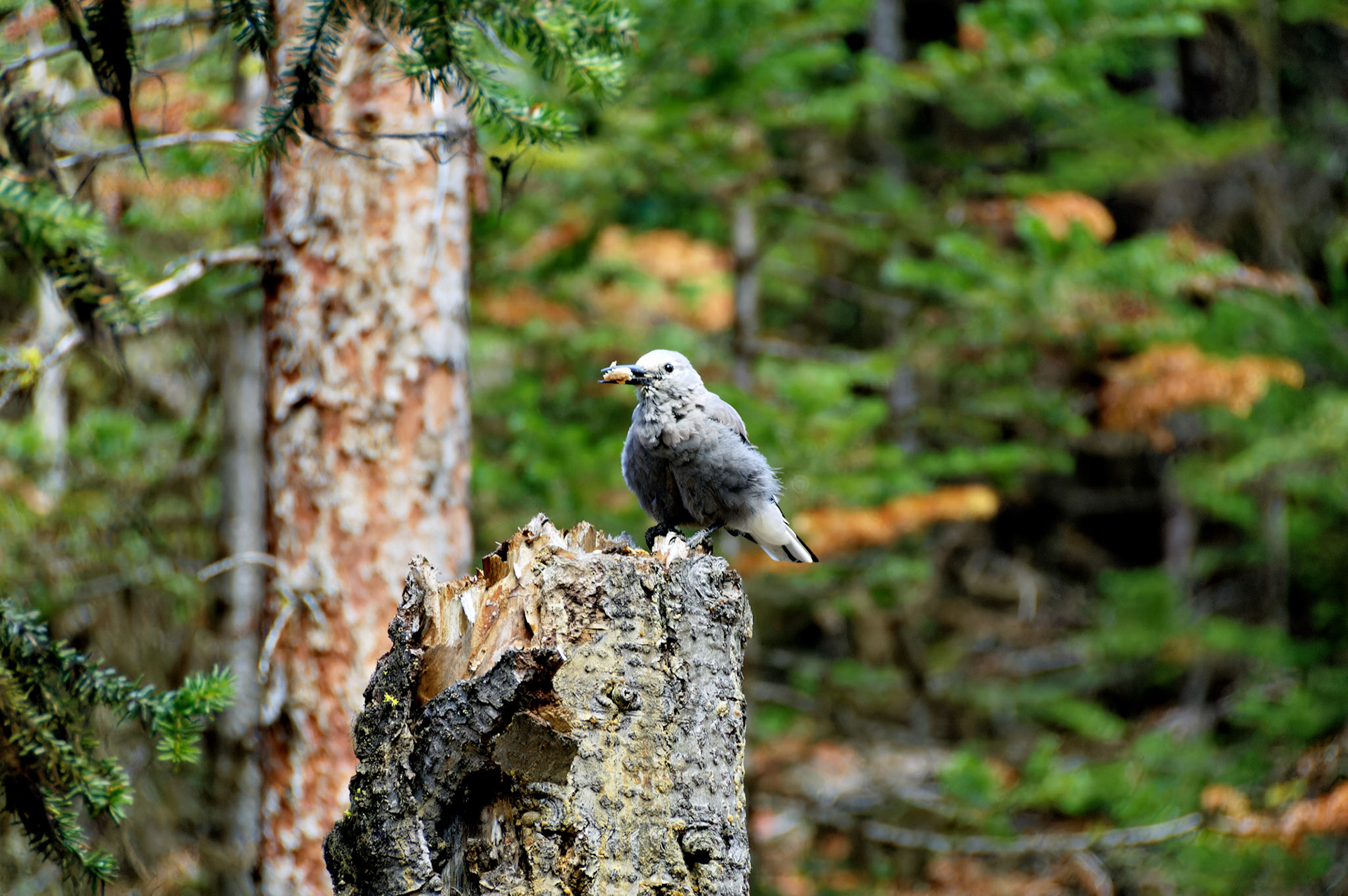 CN_20060801_0050_PS