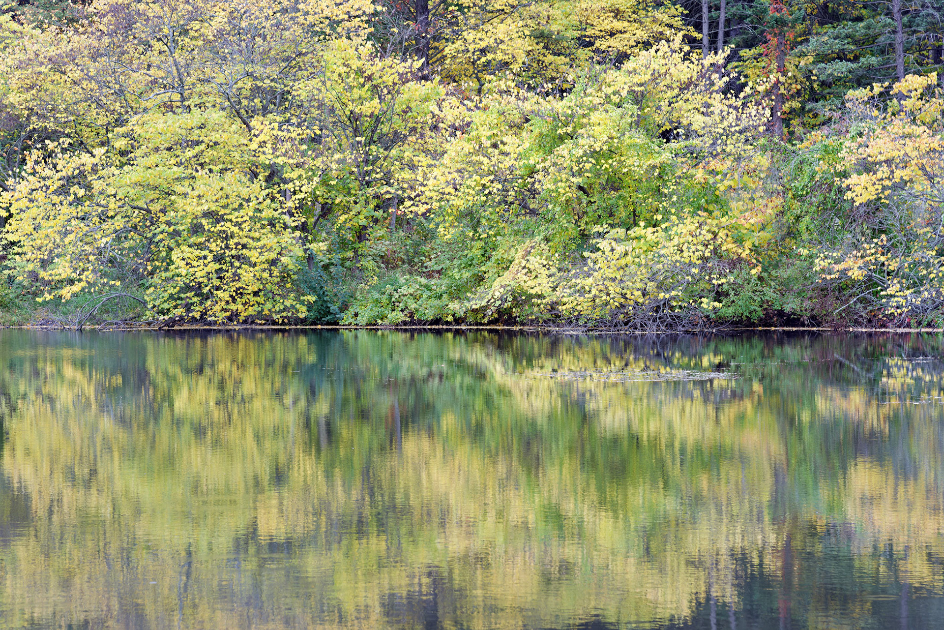 IL_Morton Arboretum_20121005_0553_PS