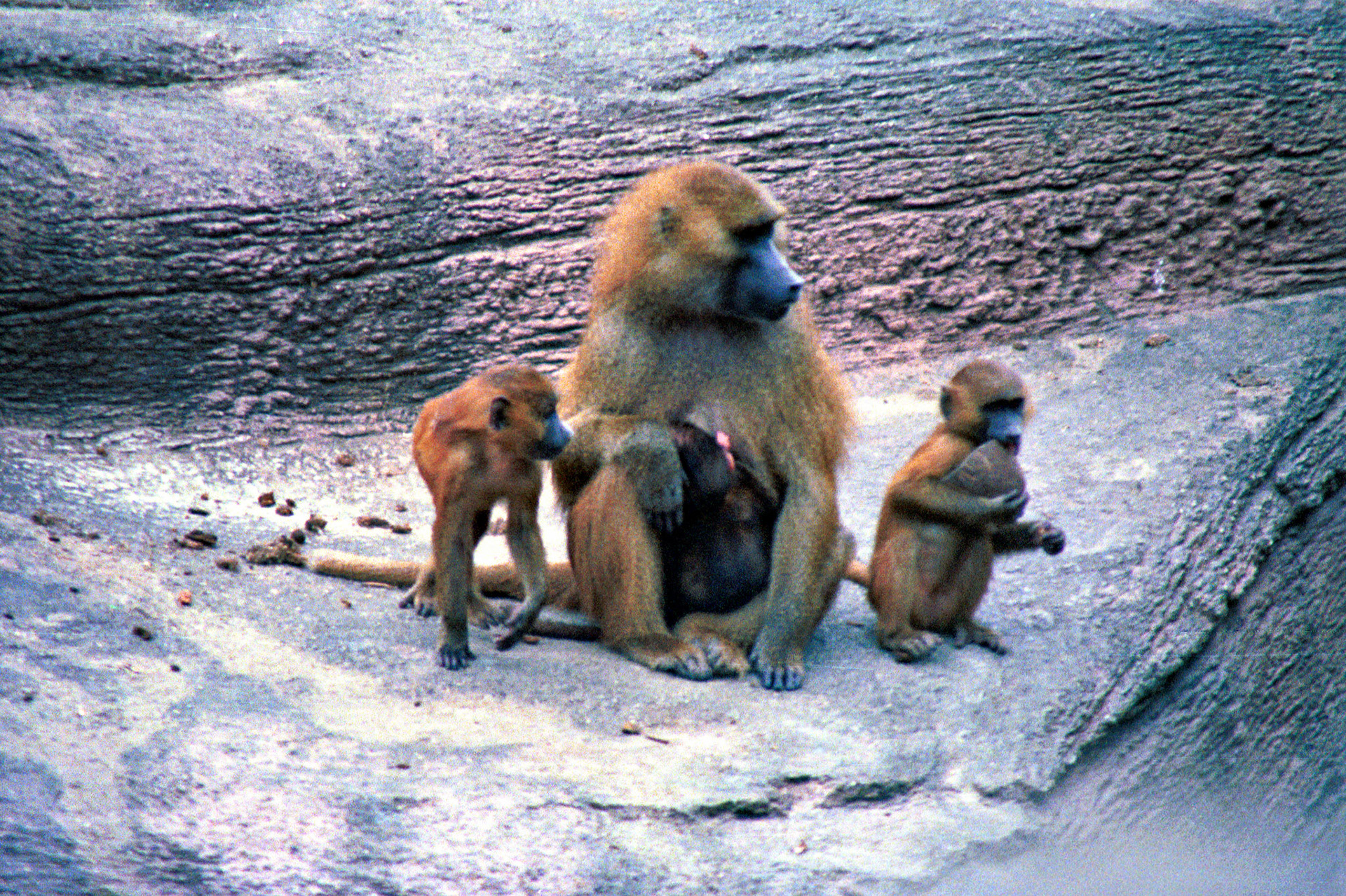 Wildlife_20221129_0758_PS