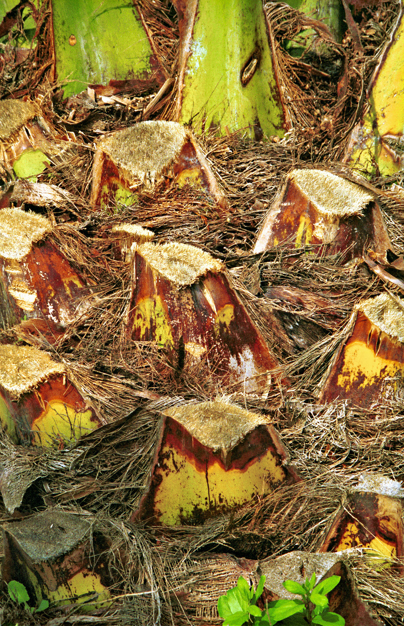 Flowers_20071031_0309_PS