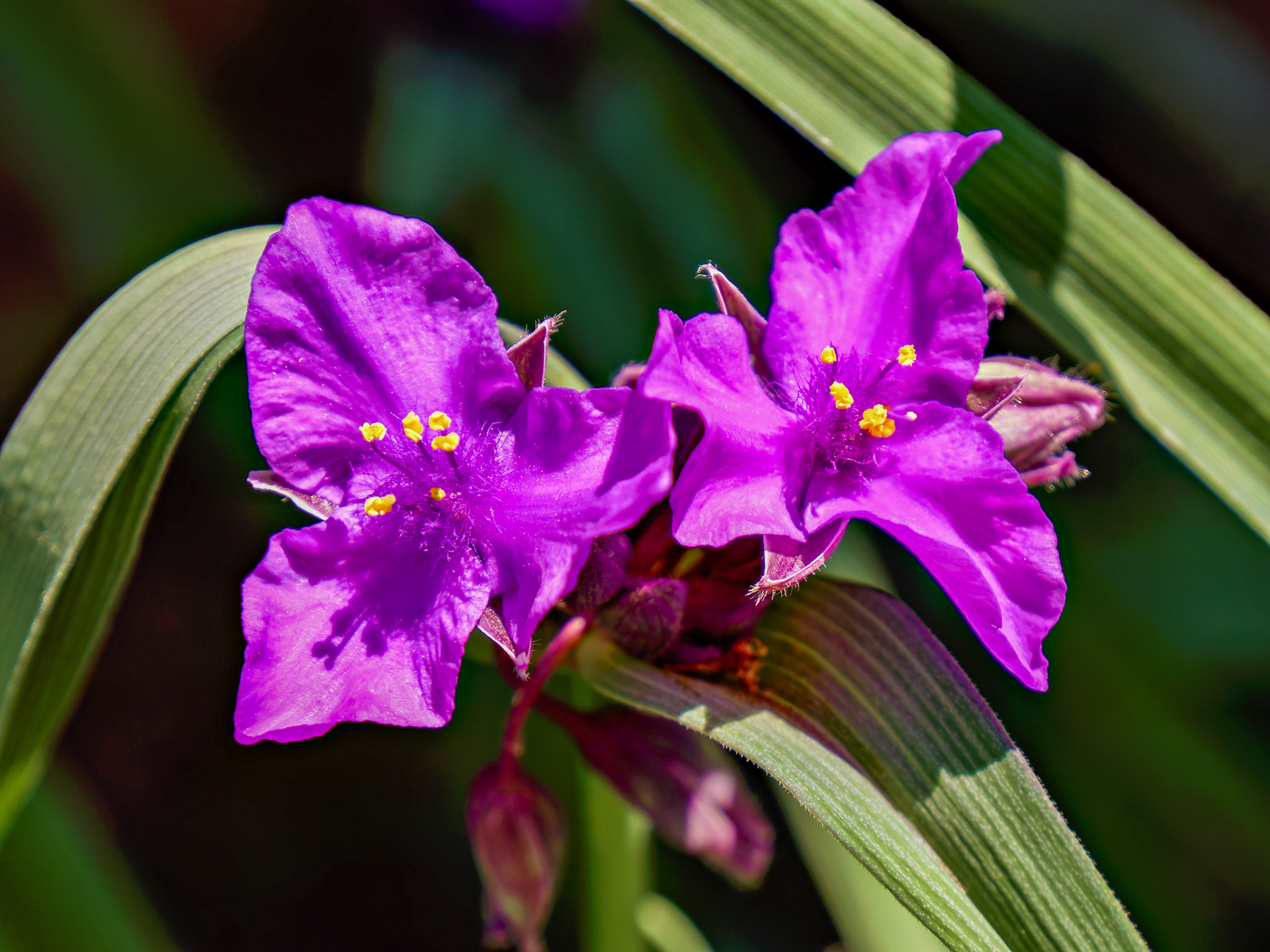 Flowers__22A2589_DxO
